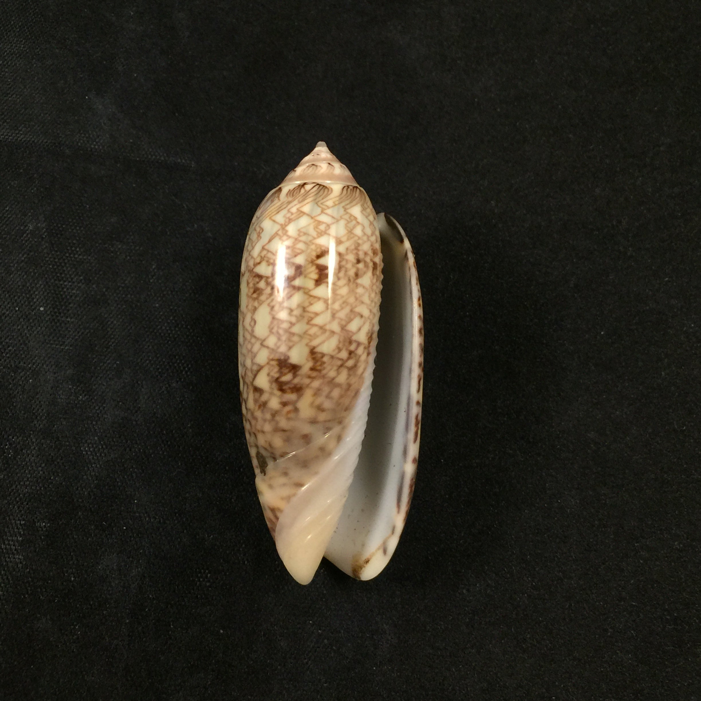 Americoliva circinata (Marrat, 1871) - 49,9mm