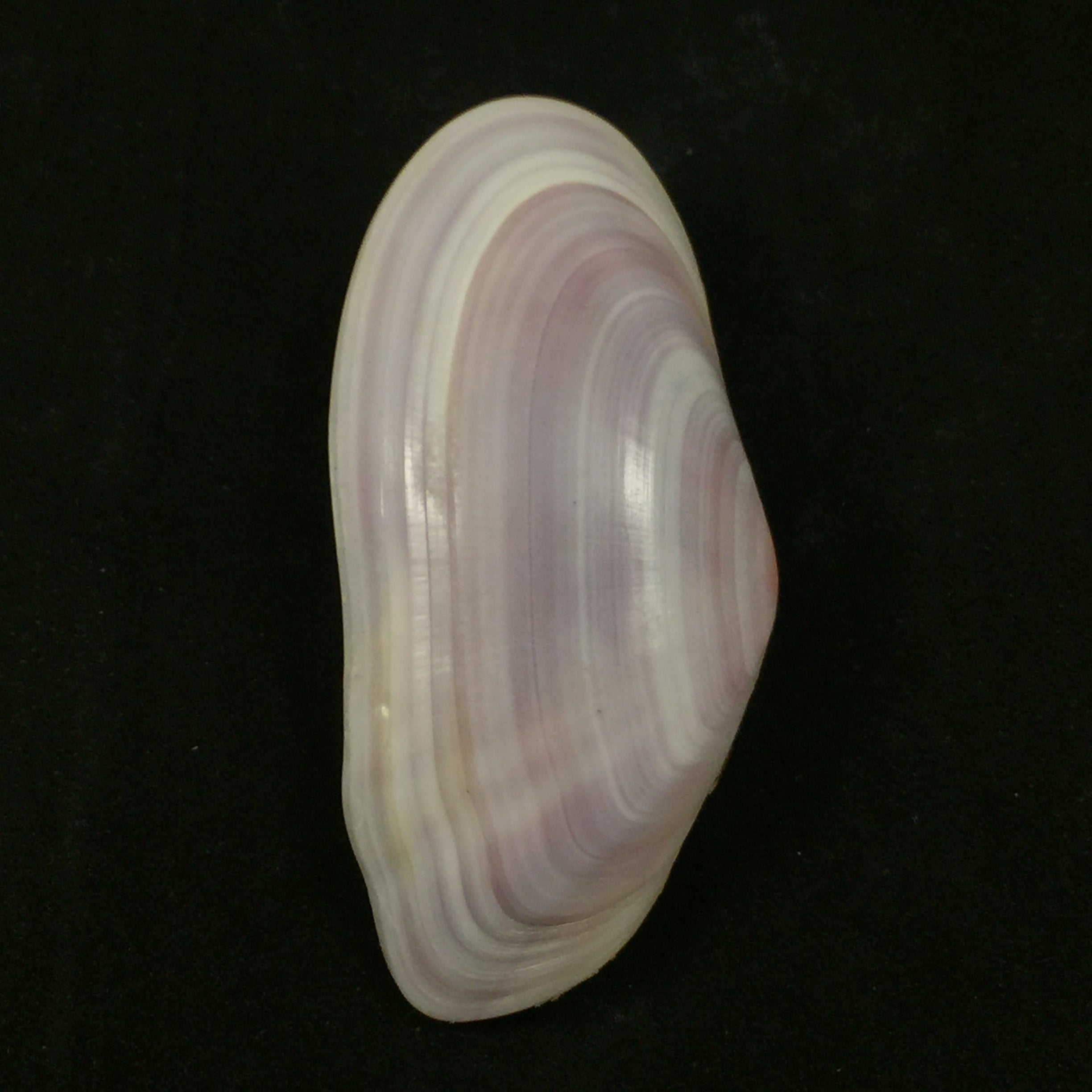 Tellina brasiliana Spengler,1798年 - 79毫米