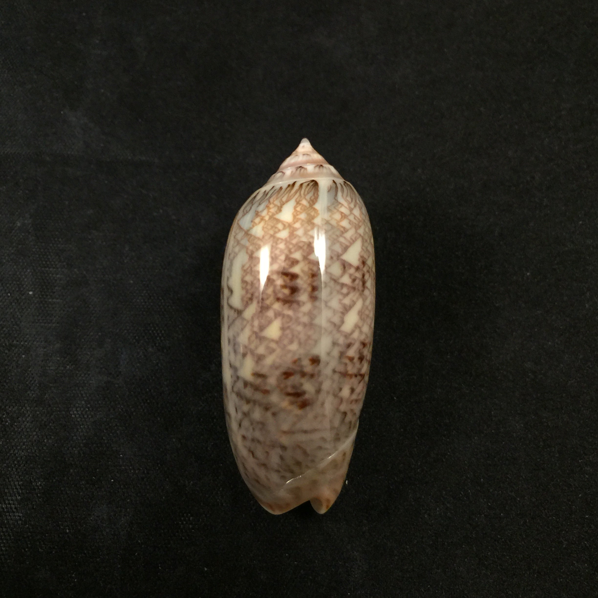 Americoliva circinata (Marrat, 1871) - 47,8mm