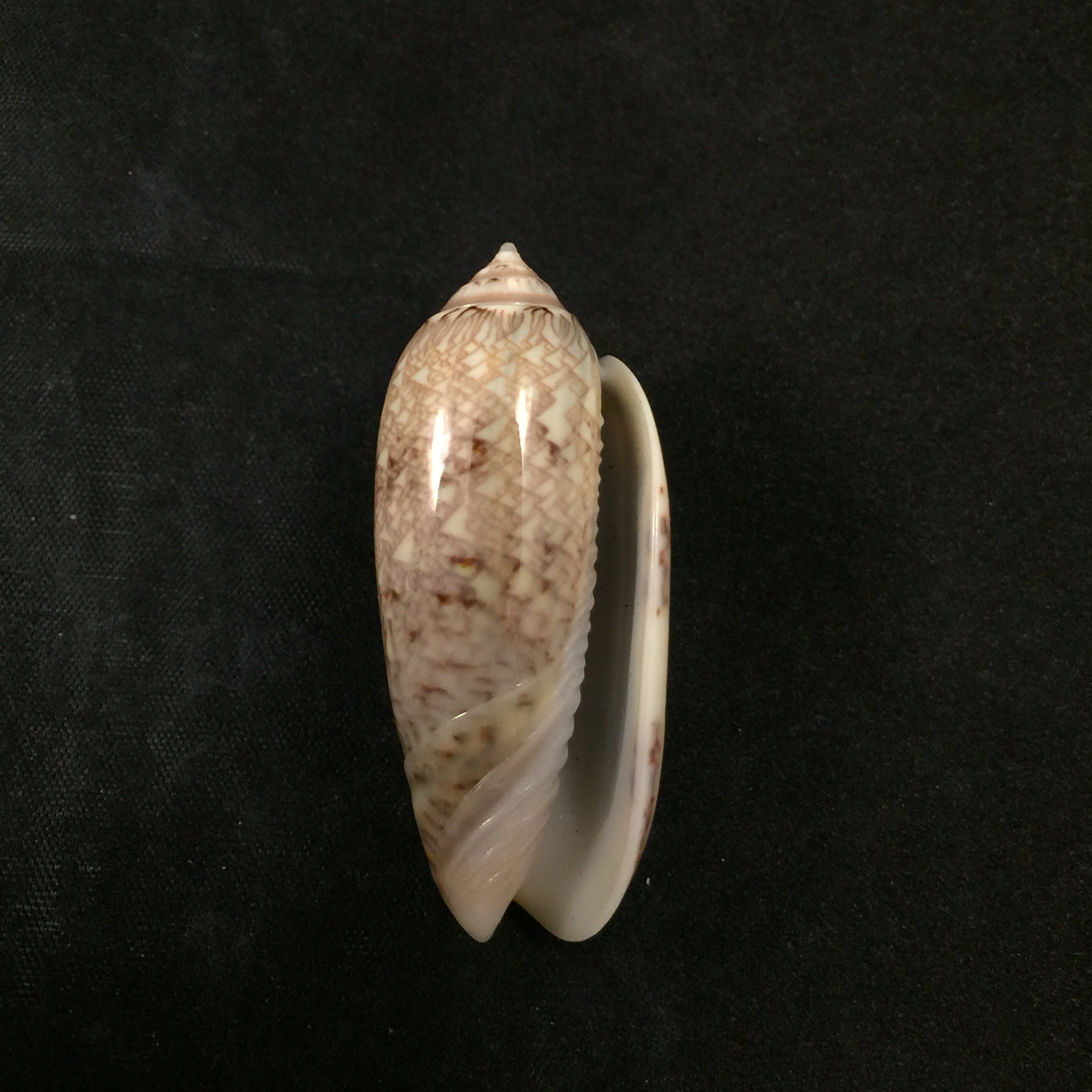 Americoliva circinata (Marrat, 1871) - 47,8mm