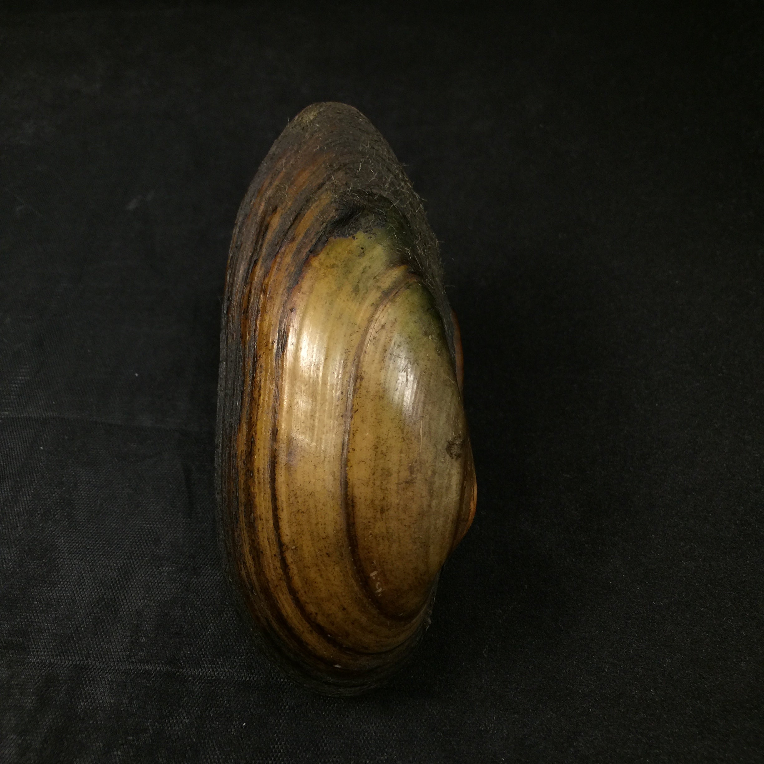Unio pictorum (林奈, 1758) - 91,3mm