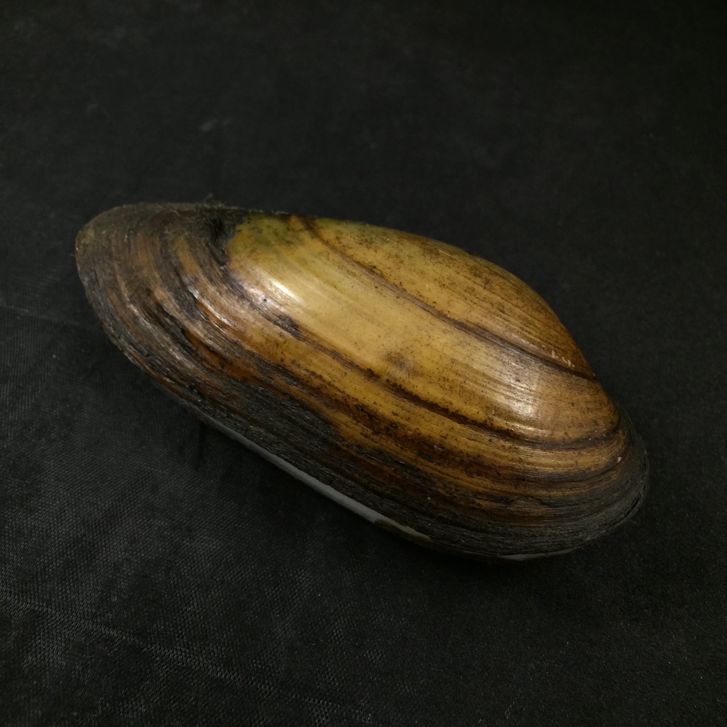 Unio pictorum (林奈, 1758) - 91,3mm