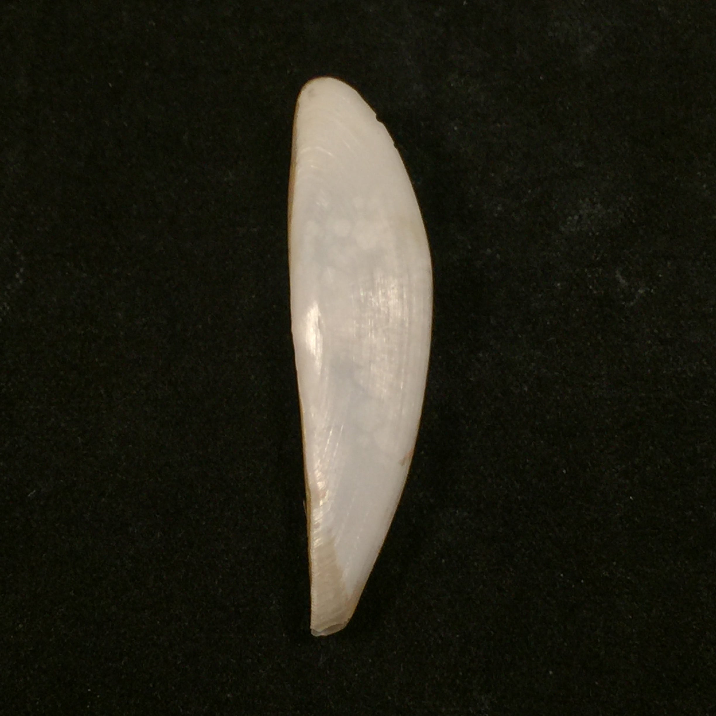 Adrana electa (A. Adams, 1846) - 42mm