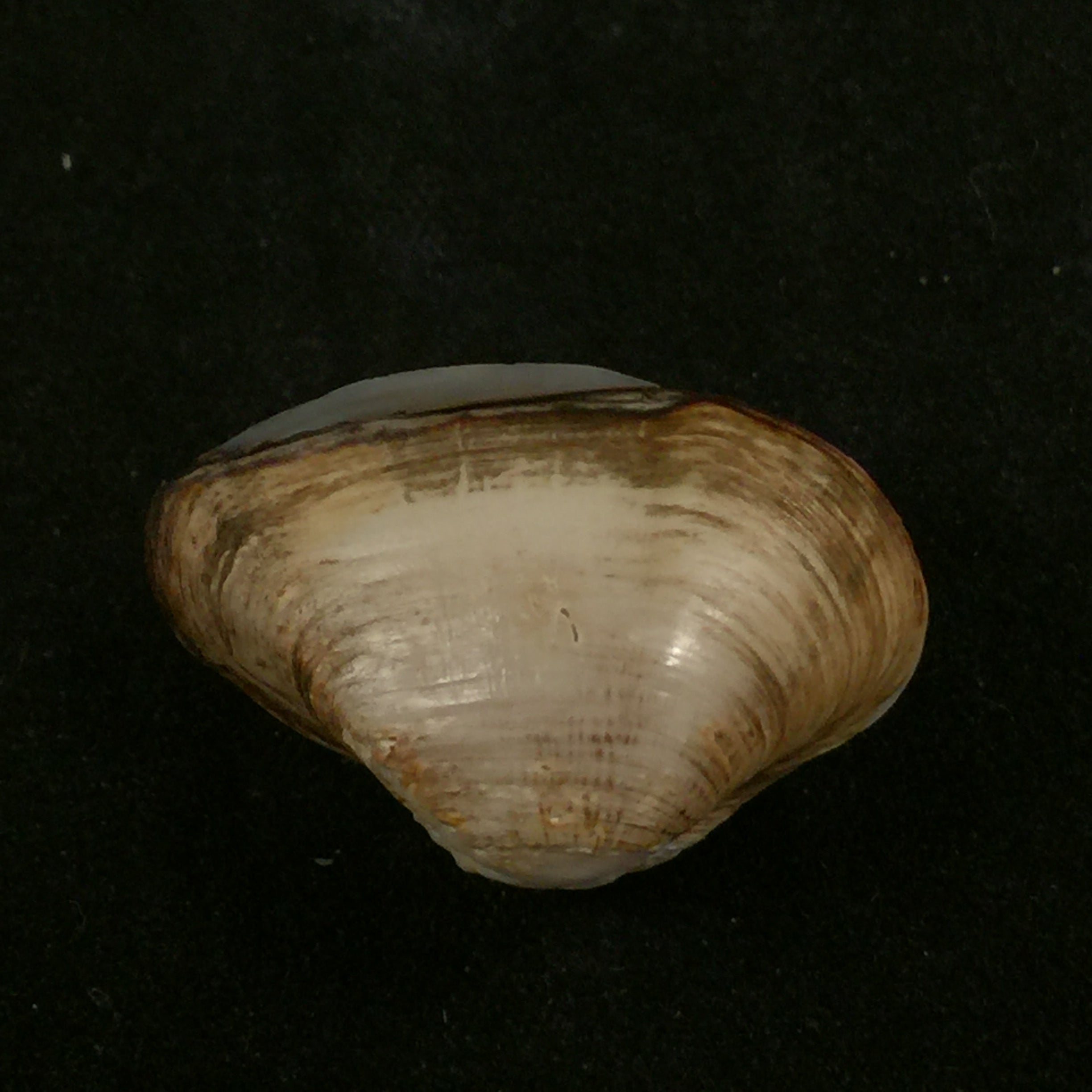 埃罗多纳 mactroides Bosc, 1801 - 24,8mm