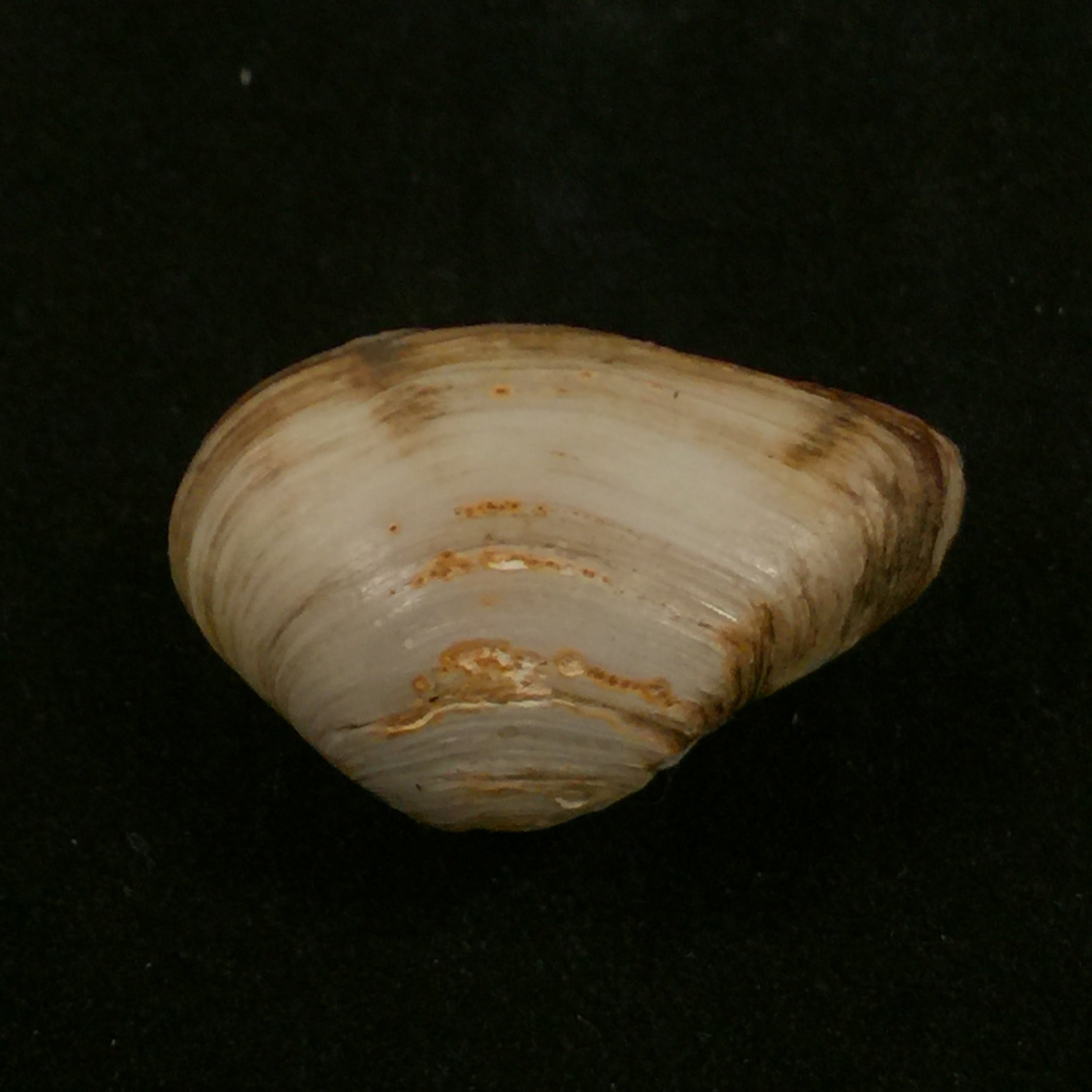 埃罗多纳 mactroides Bosc, 1801 - 25,5mm