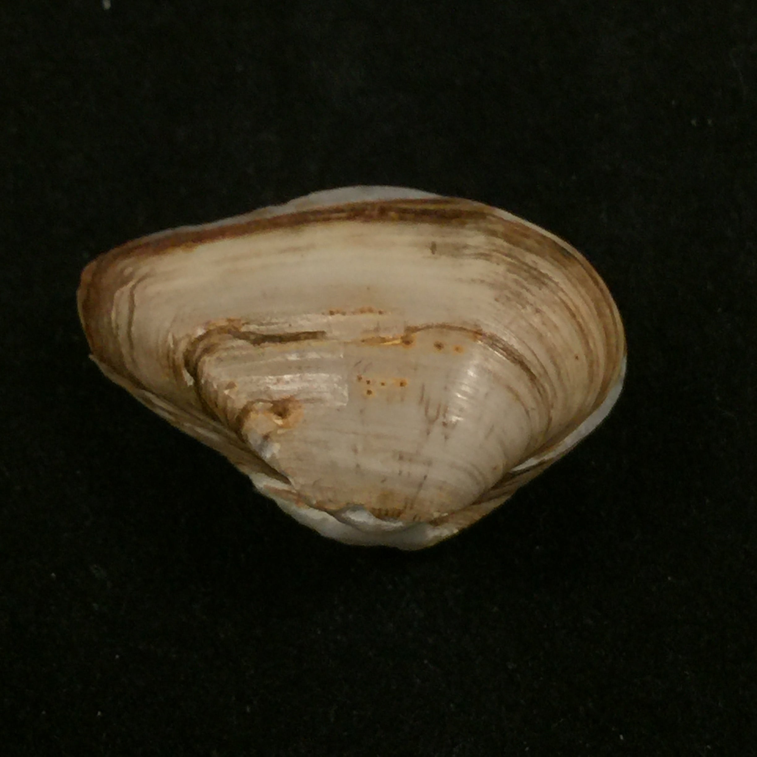 埃罗多纳 mactroides Bosc, 1801 - 25,5mm
