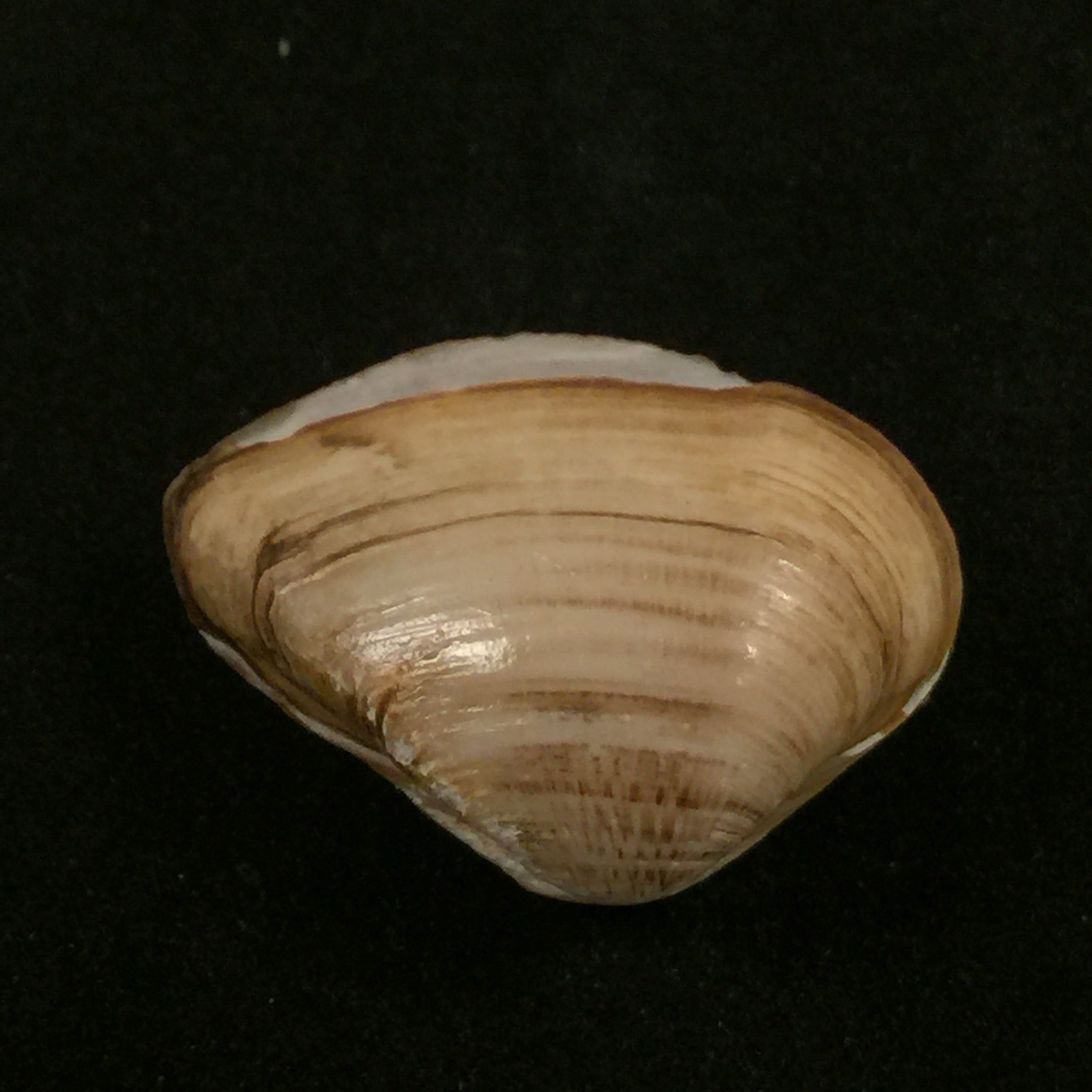 埃罗多纳 mactroides Bosc, 1801 - 25,1mm