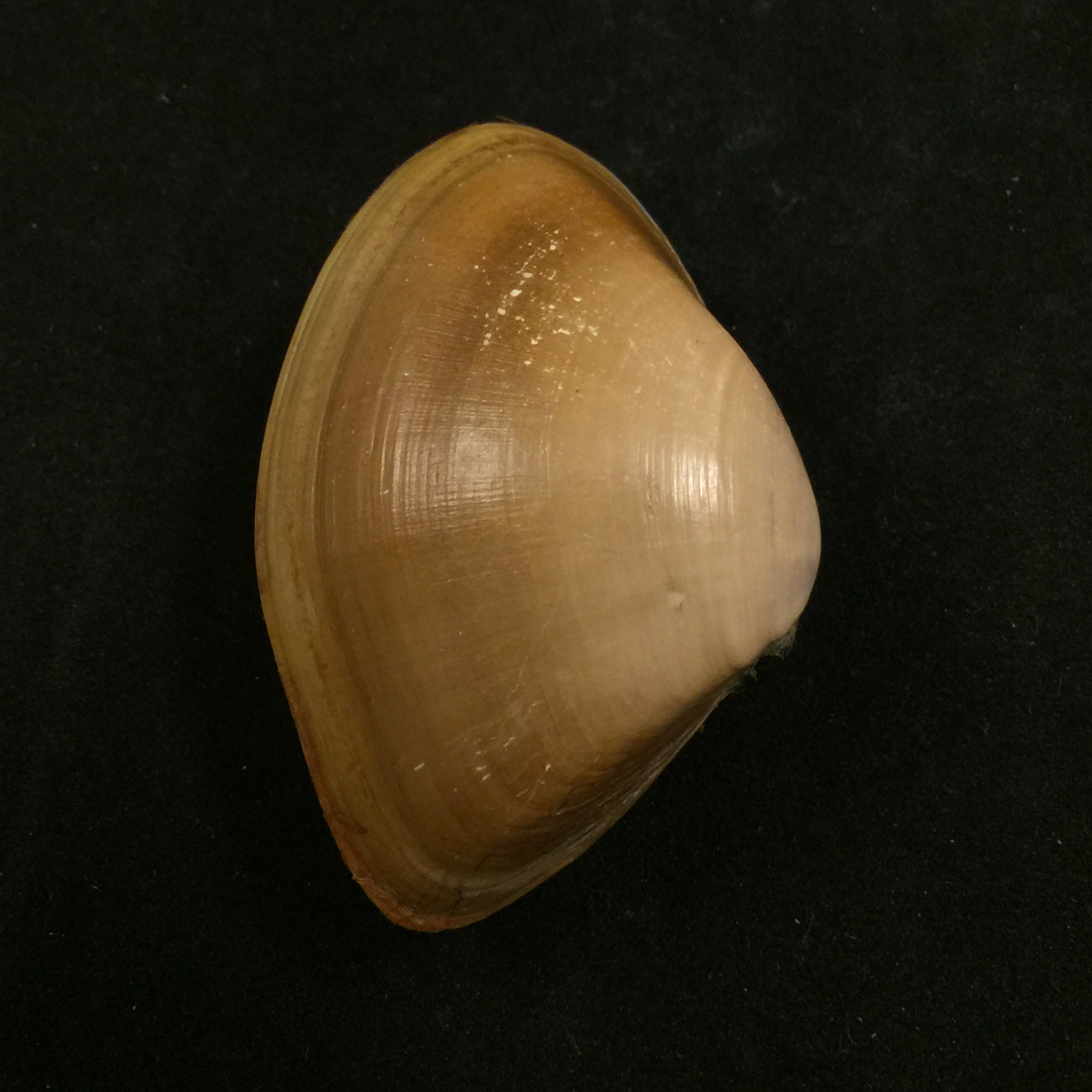 Iphigenia brasiliensis(拉马克,1818 年) - 57 毫米