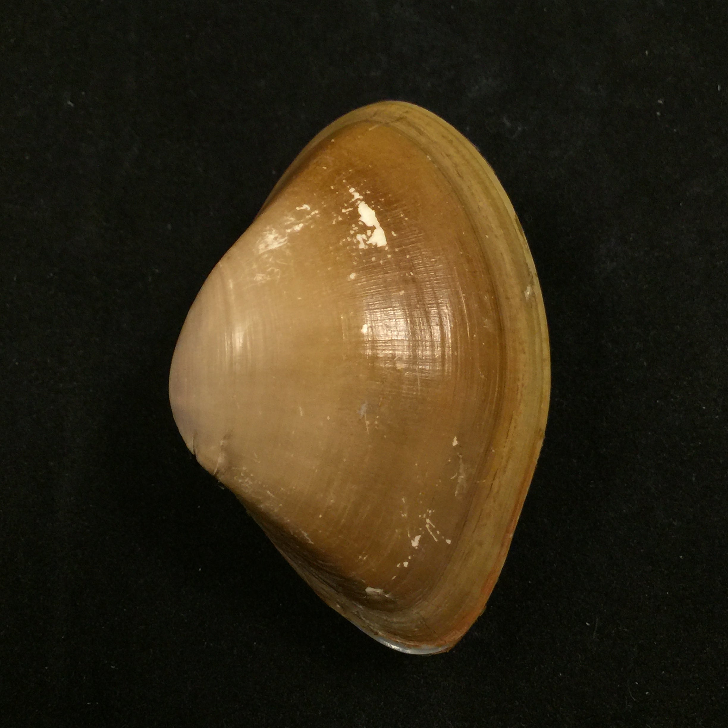 Iphigenia brasiliensis(拉马克,1818 年) - 57 毫米
