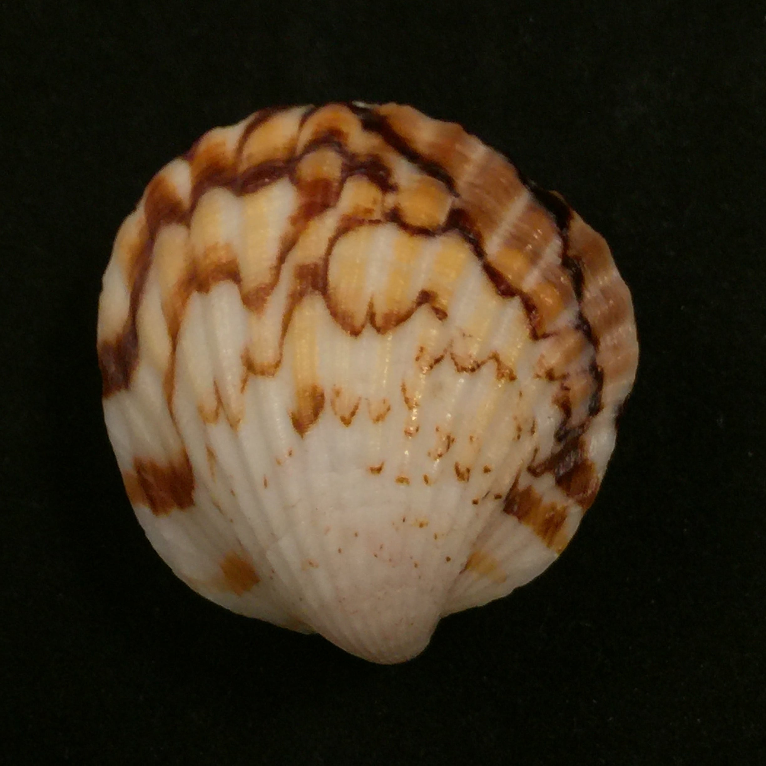 Tucetona auriflua(Reeve,1843)- 40毫米