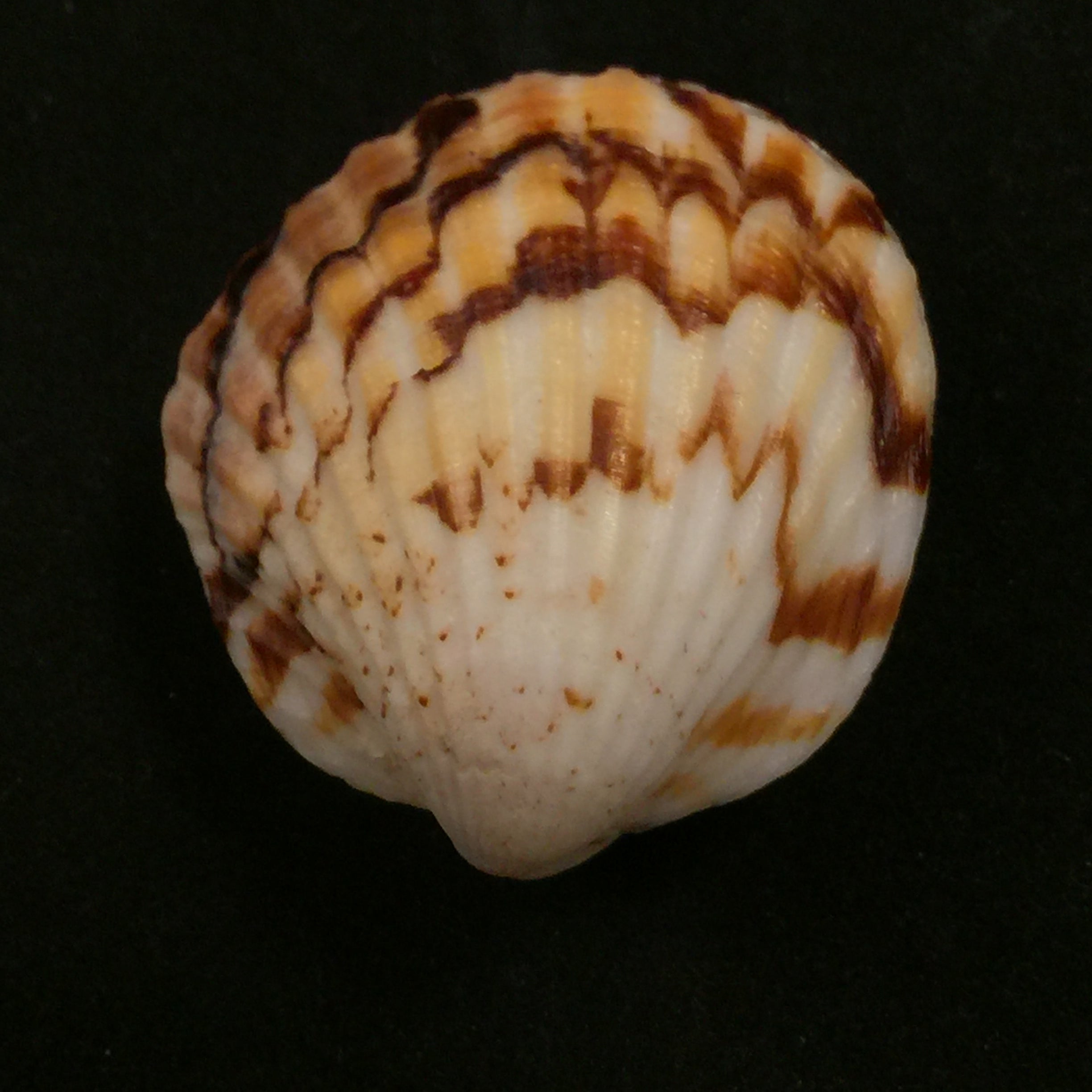Tucetona auriflua(Reeve,1843)- 40毫米
