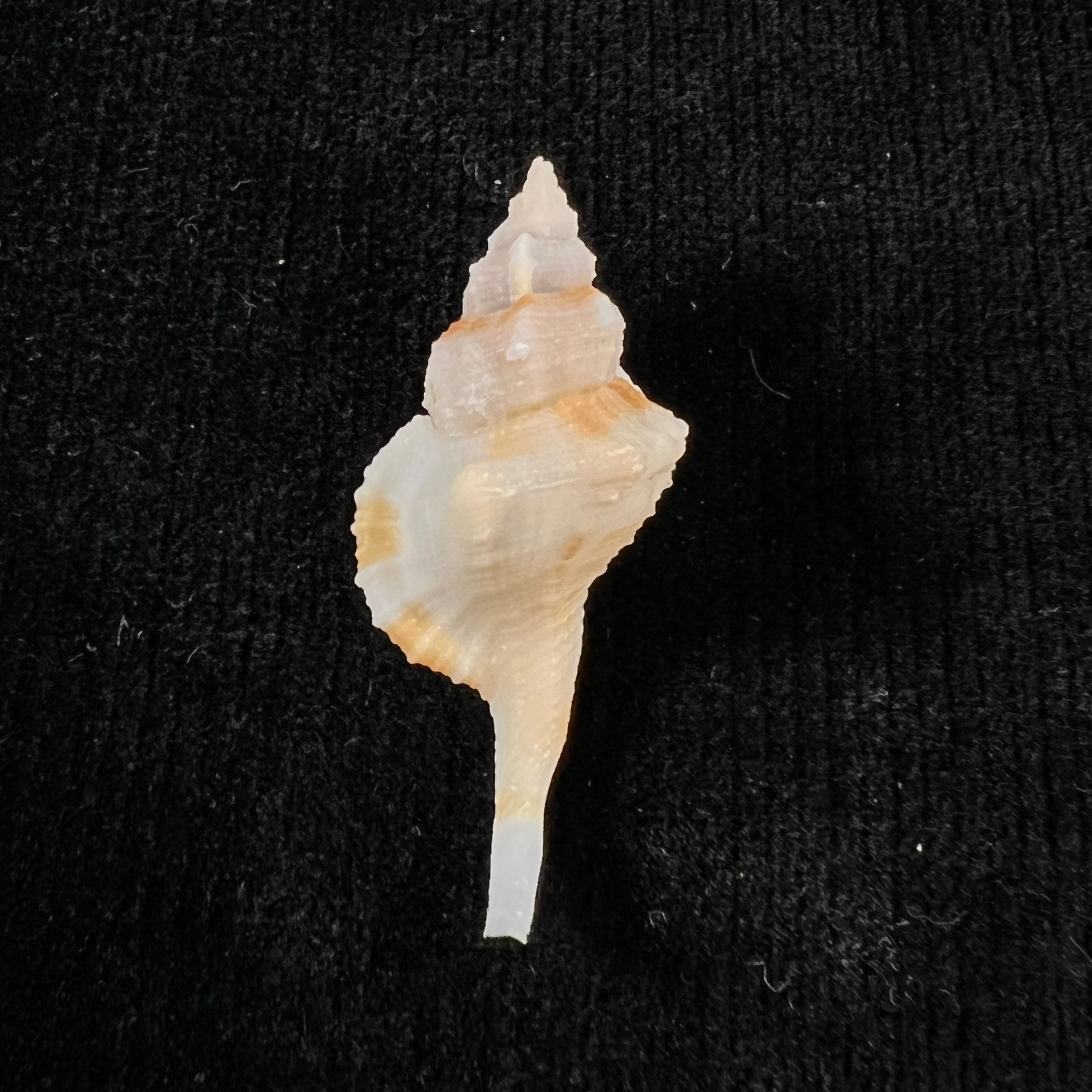 Monoplex comptus (A. Adams, 1855) - 36mm