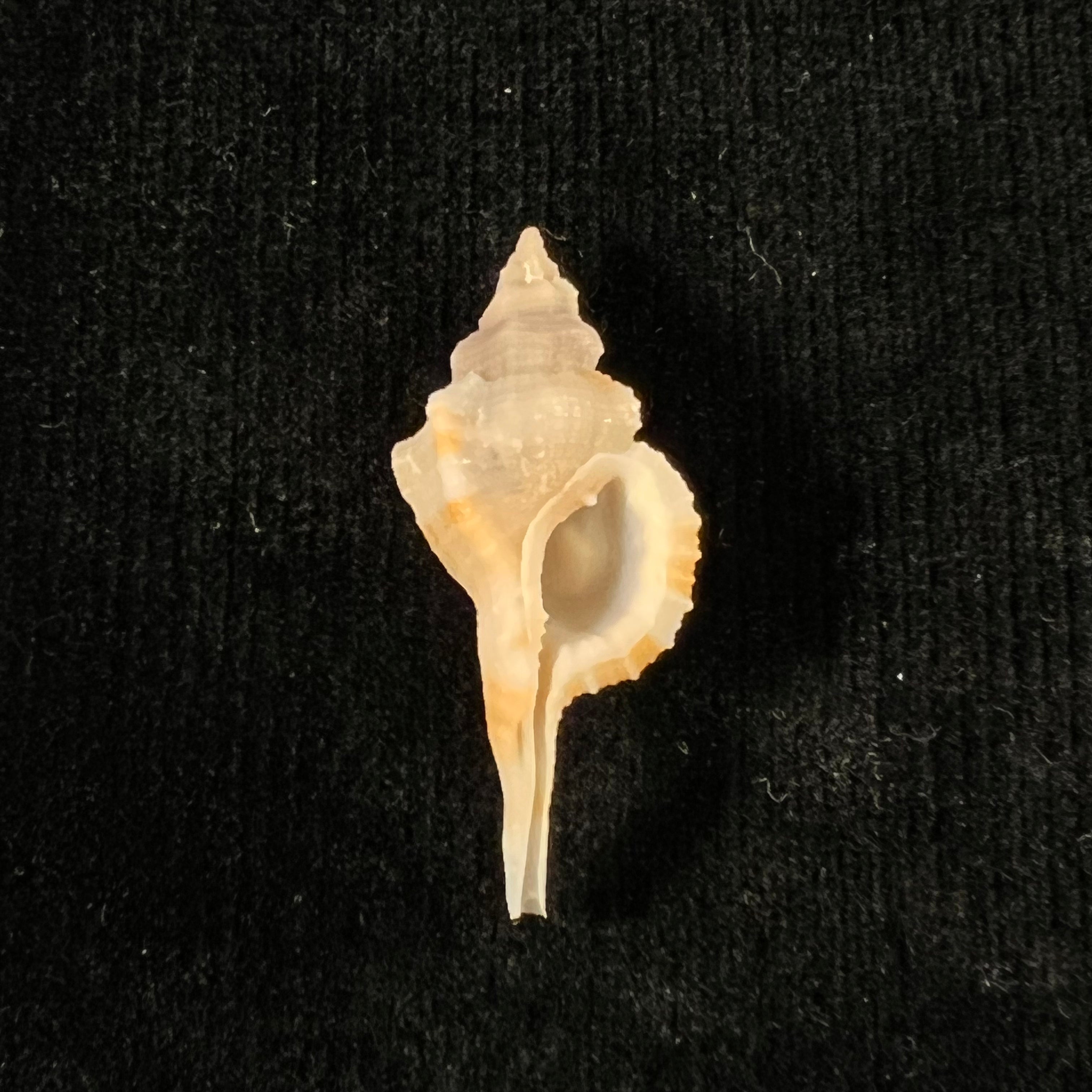 Monoplex comptus (A. Adams, 1855) - 36mm
