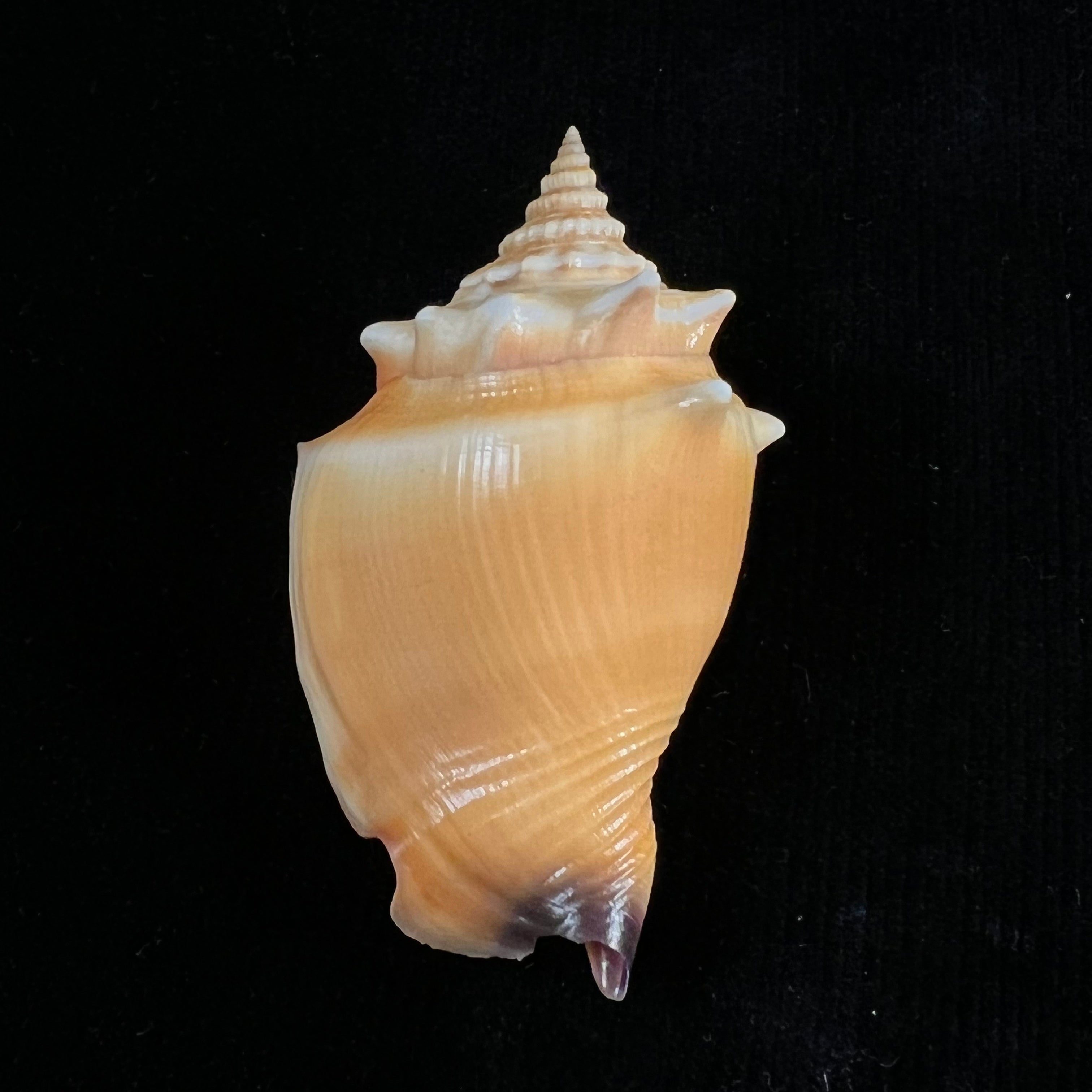 Strombus pugilis Linnaeus, 1758 - 63mm