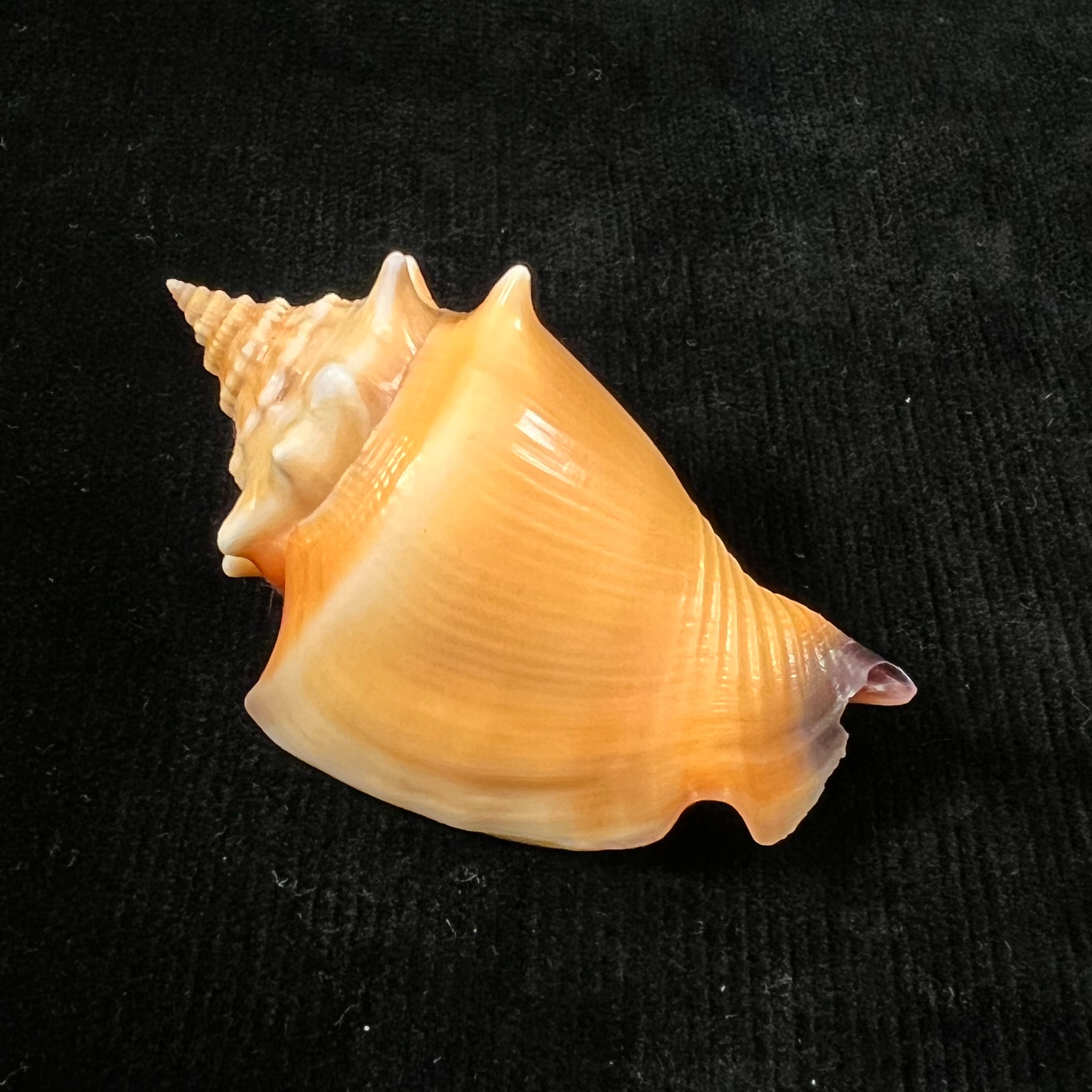 Strombus pugilis Linnaeus, 1758 - 63mm