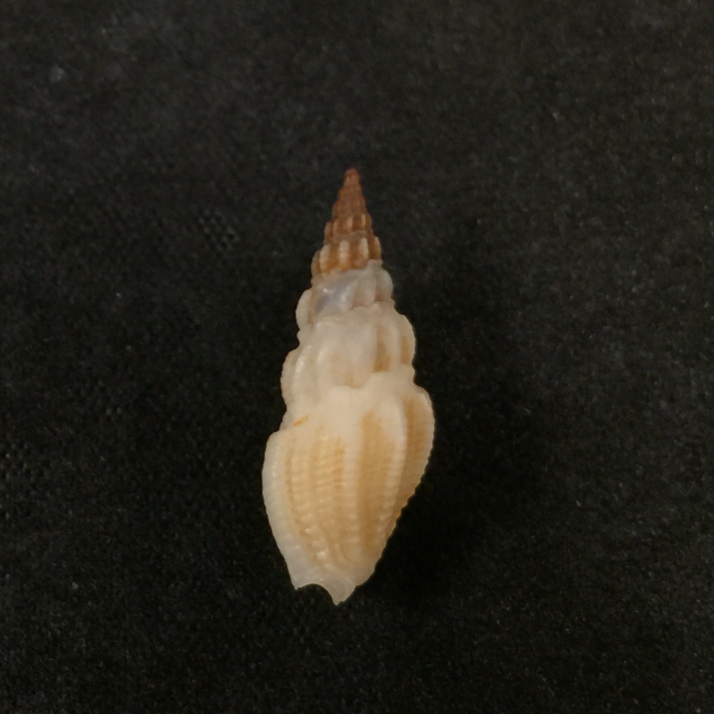 Drillia angolensis Odhner, 1923 - 19,6mm