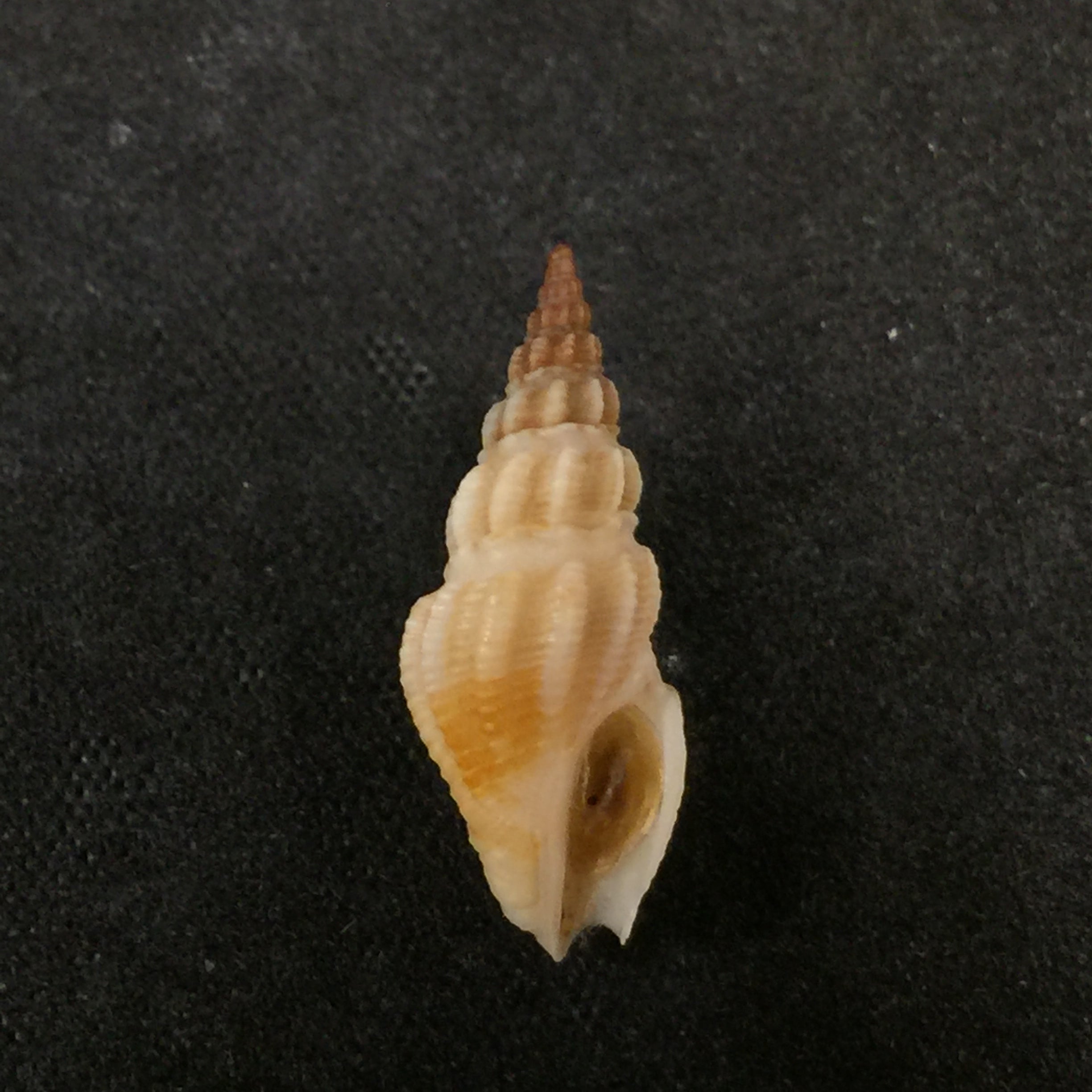 Drillia angolensis Odhner, 1923 - 19,6mm