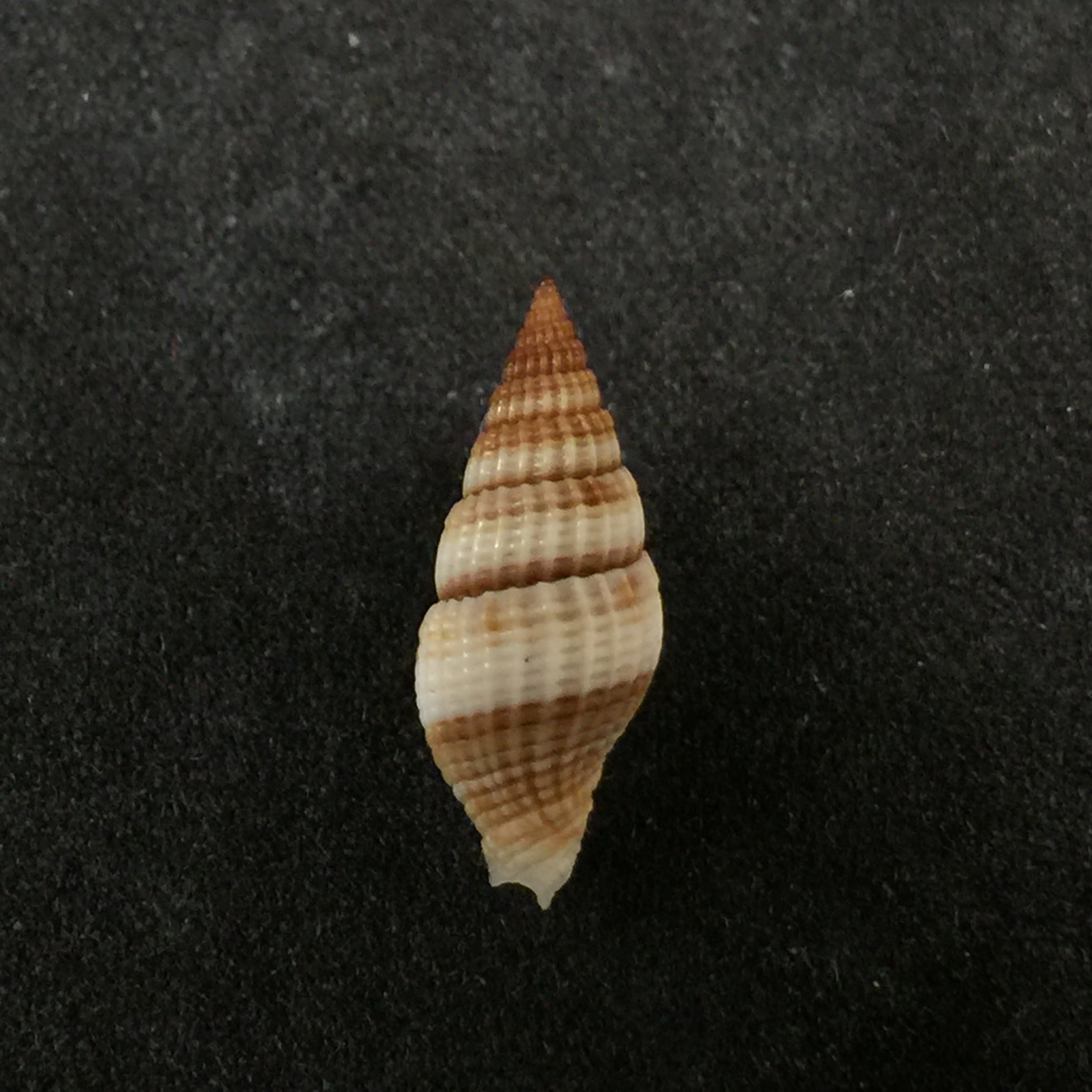 Vexillum macandrewi (GB Sowerby II, 1874) - 15mm
