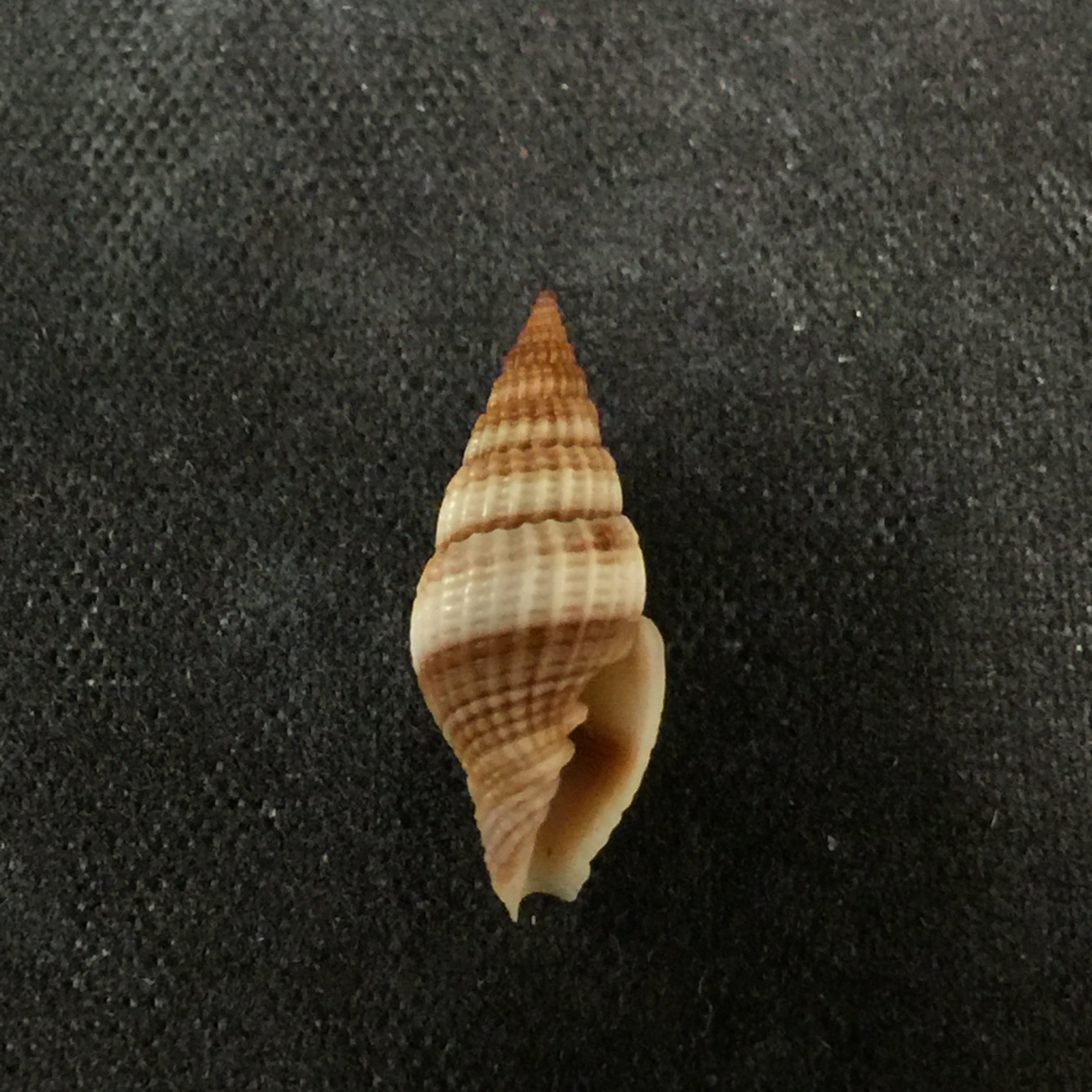 Vexillum macandrewi (GB Sowerby II, 1874) - 15mm