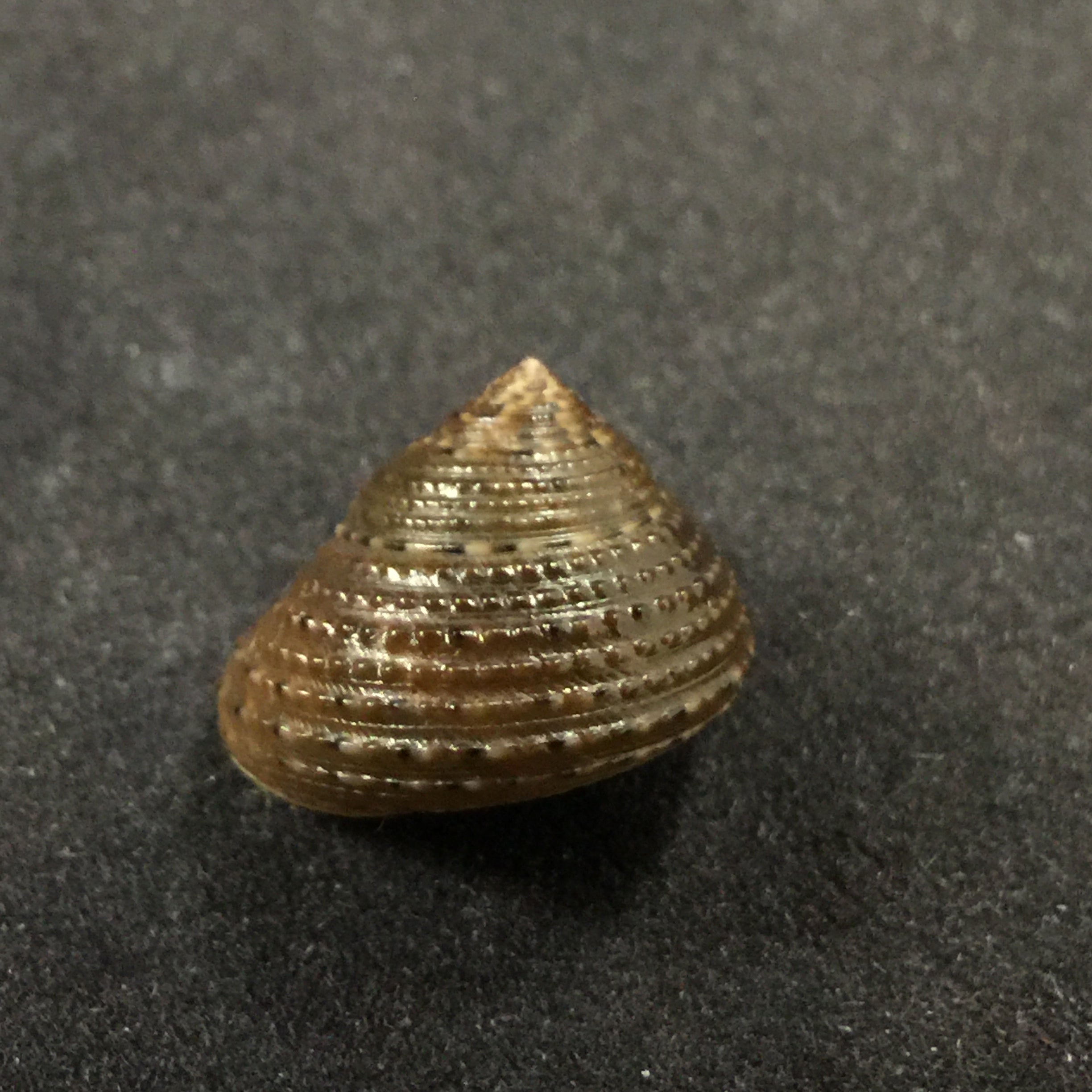 Clanculusvilnus (腓立比, 1846) - 16,7mm