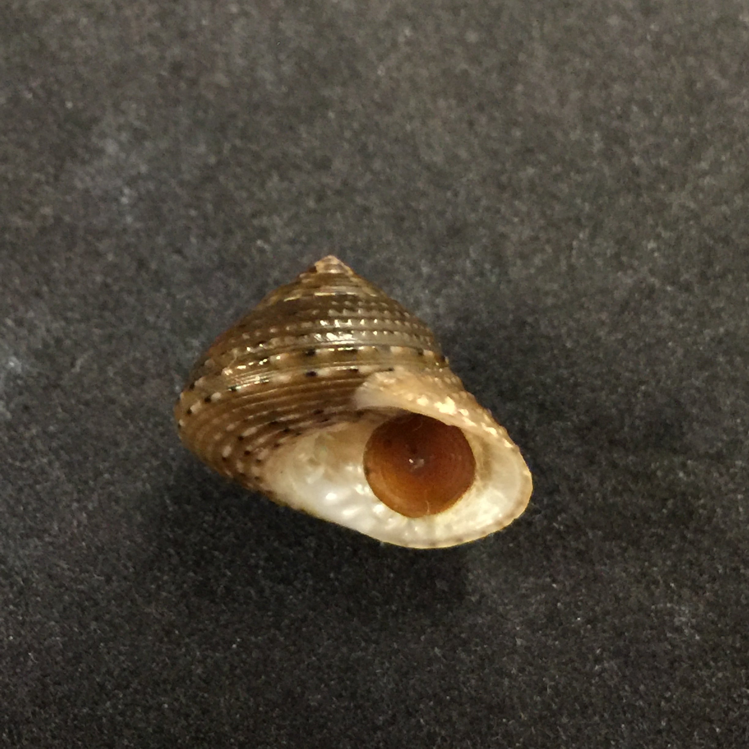 Clanculusvilnus (腓立比, 1846) - 16,7mm