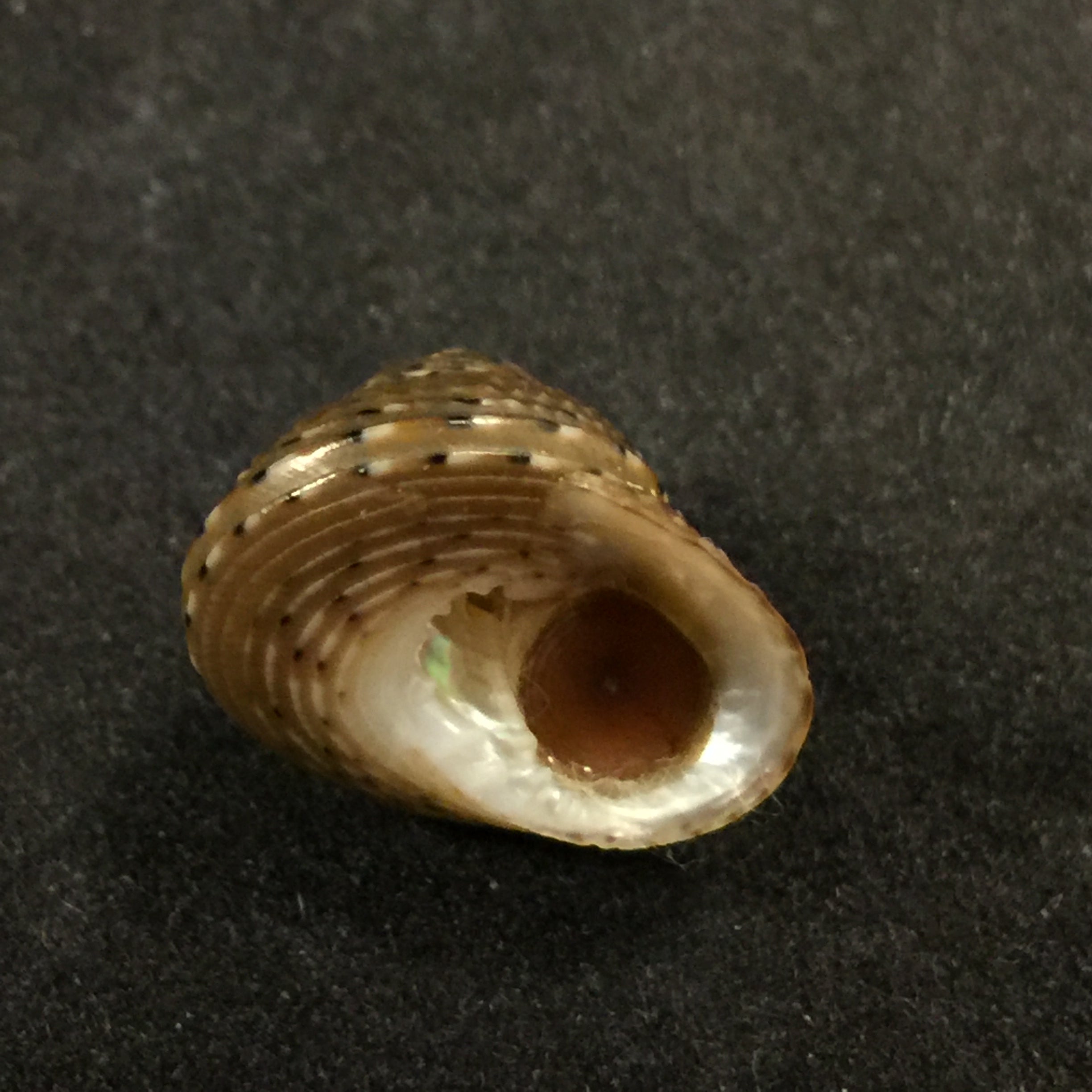 Clanculusvilnus (腓立比, 1846) - 15,5mm