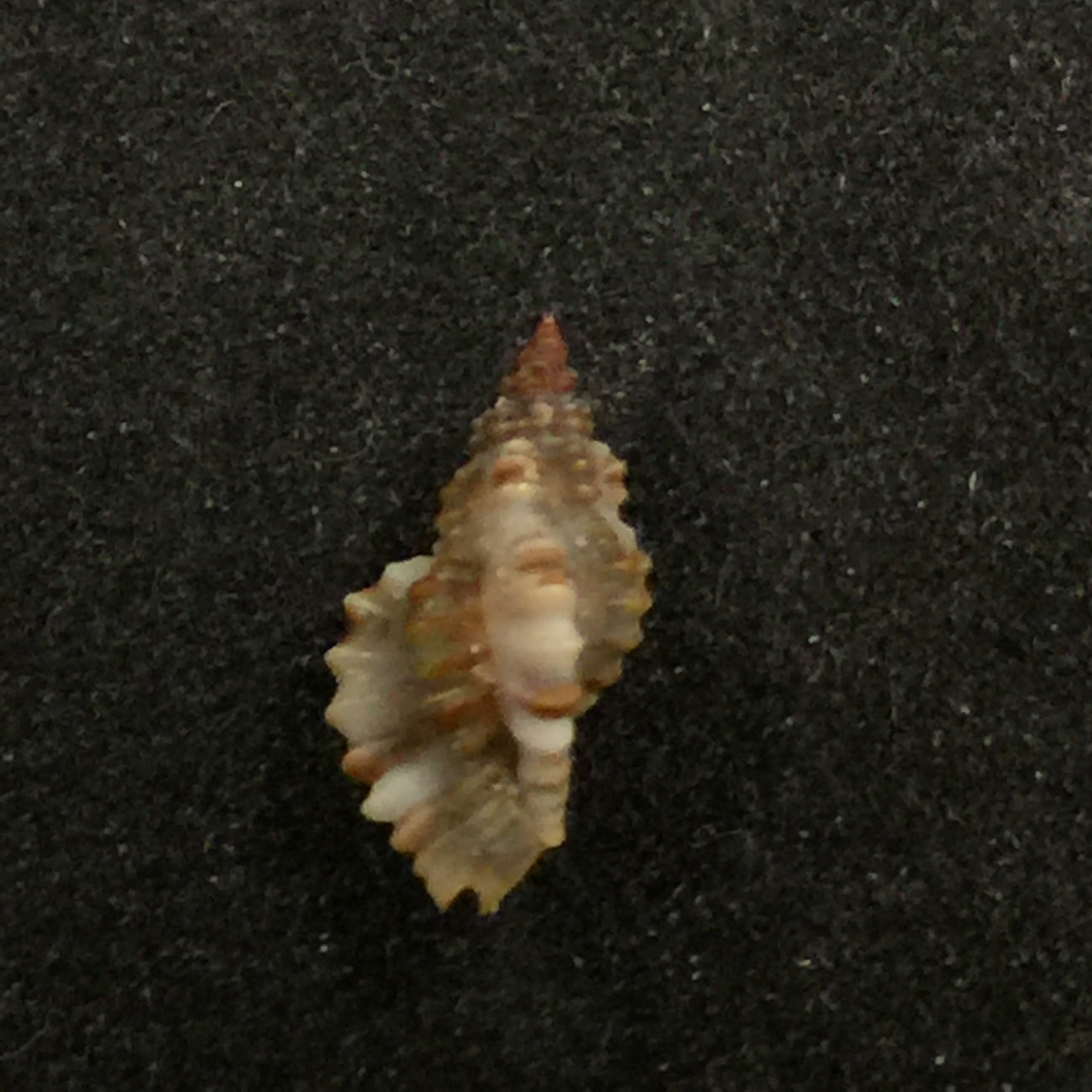 Africanella coseli (Houart, 1989) - 11mm