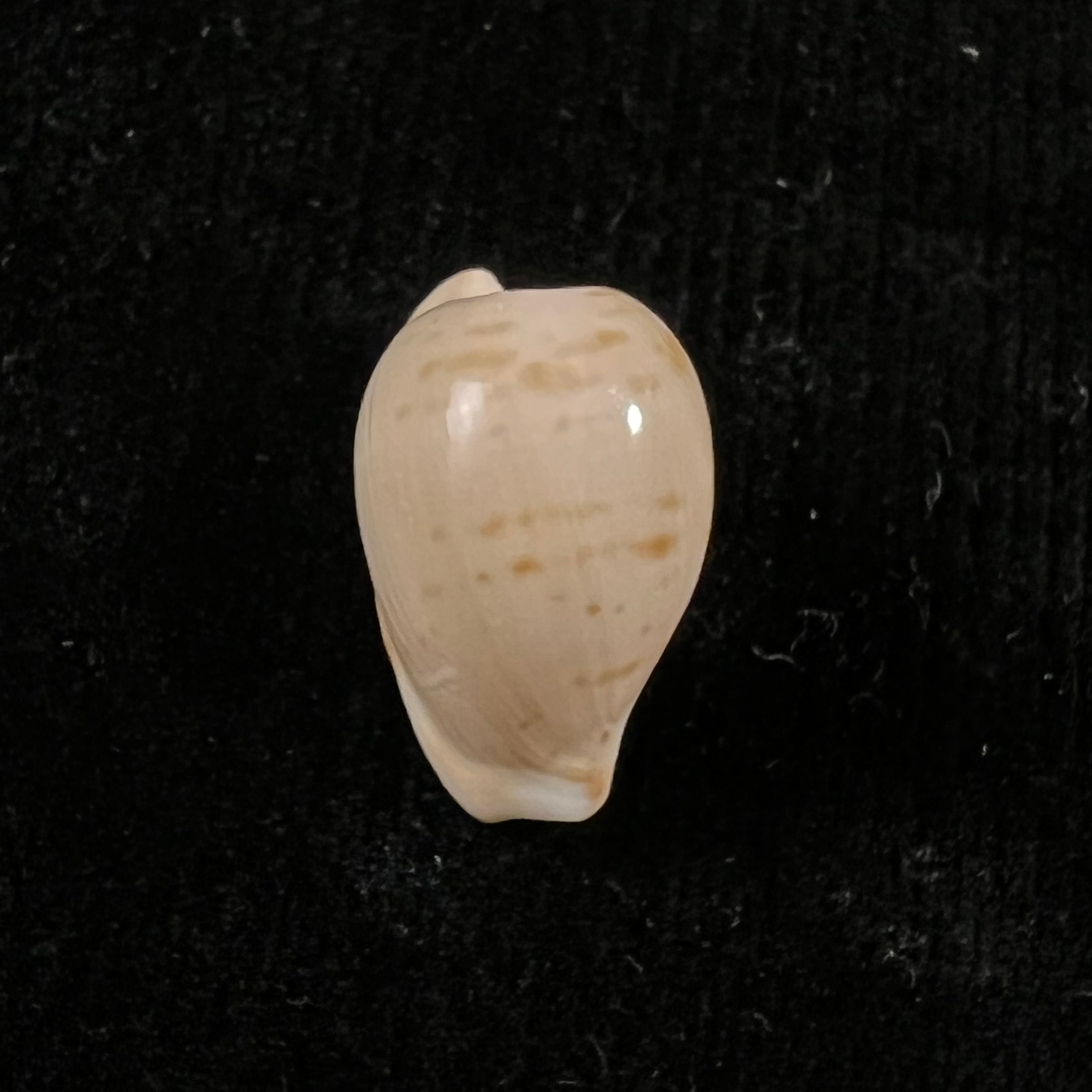 Cypraeovula edentula (Gray, 1825) - 19mm
