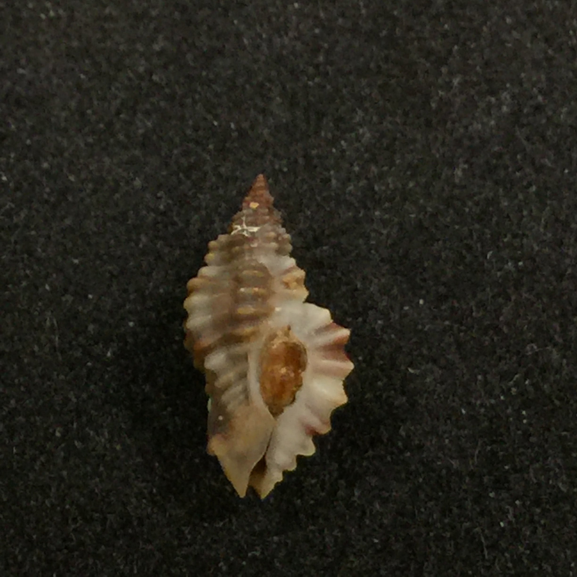 Africanella coseli (Houart, 1989) - 11mm