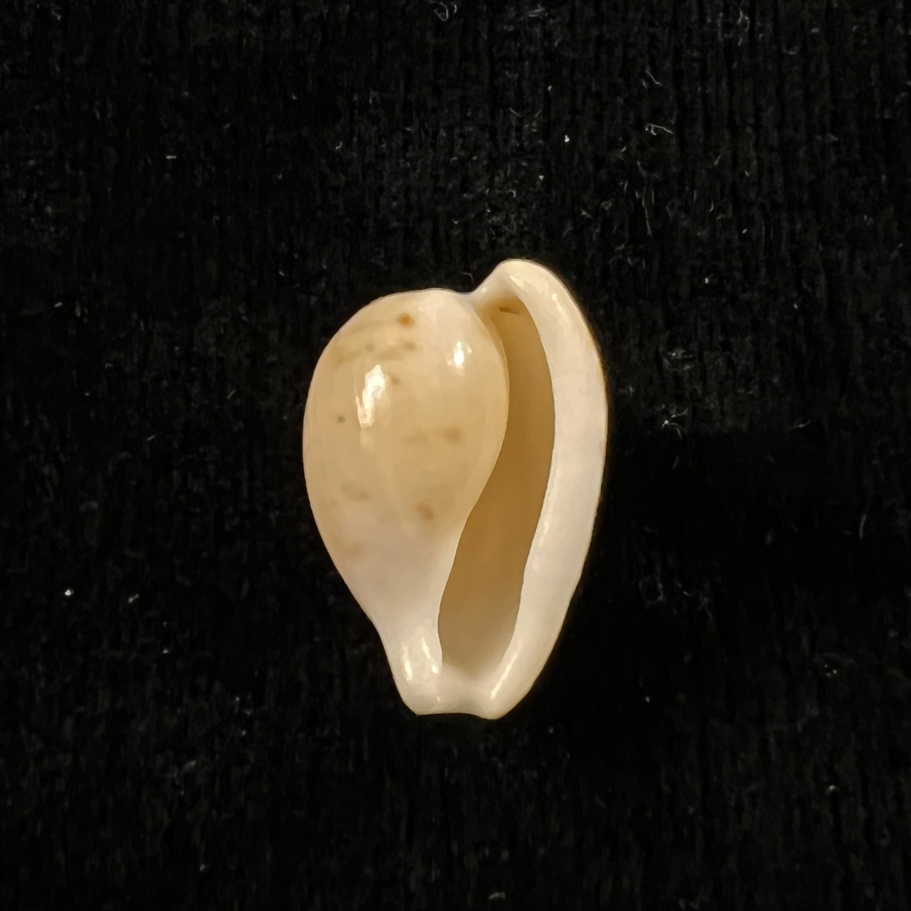 Cypraeovula edentula (Gray, 1825) - 19mm