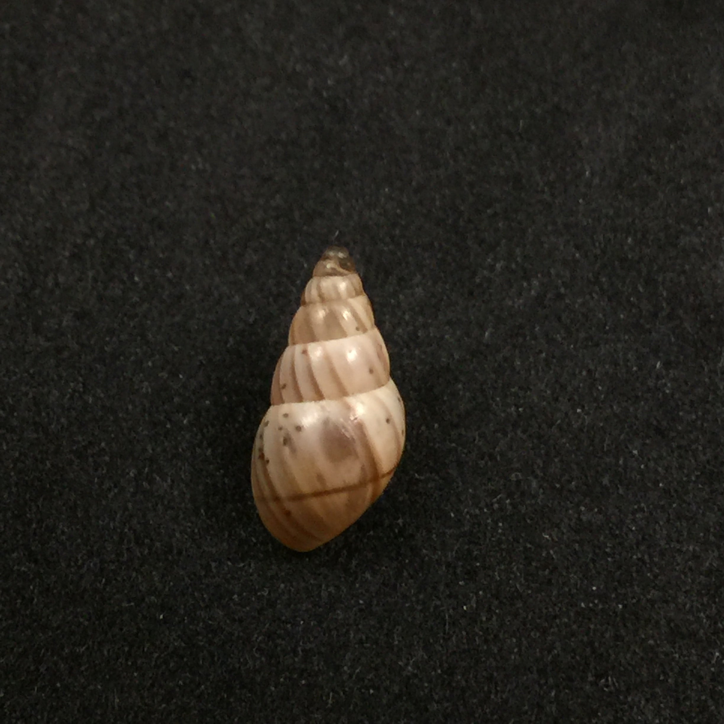 Rachis jejuna (Melvill & Ponsonby, 1893) - 13mm