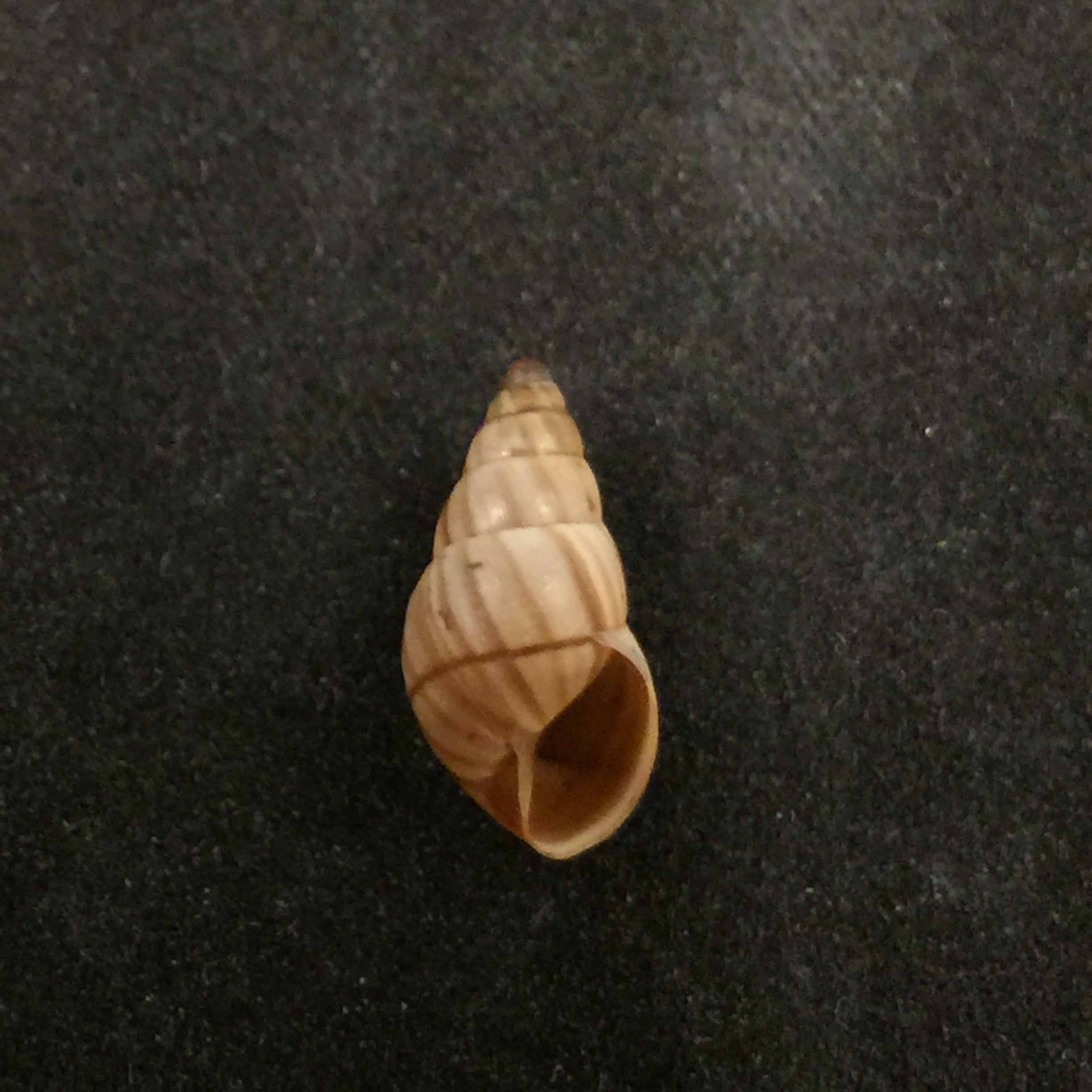 Rachis jejuna (Melvill & Ponsonby, 1893) - 13mm