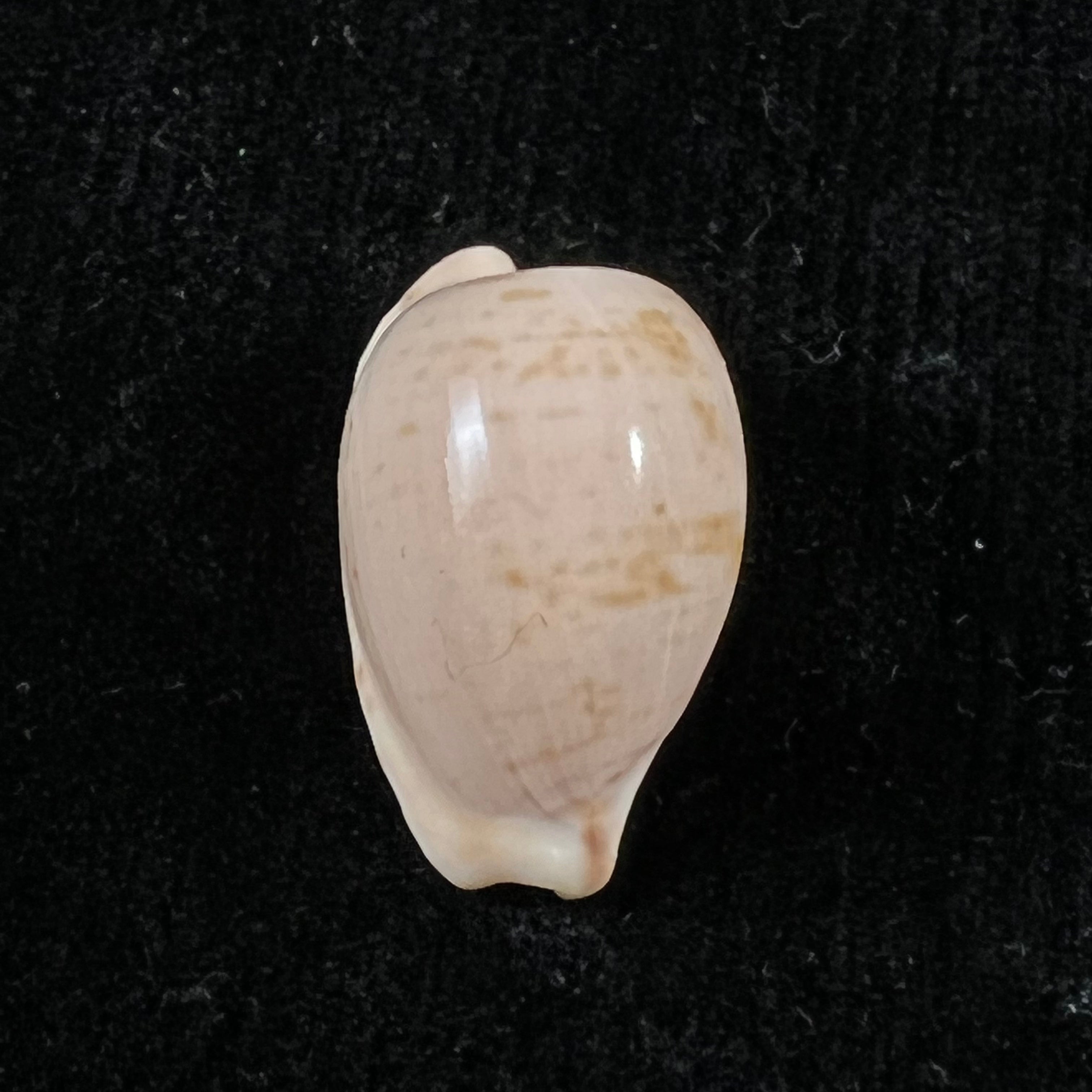 Cypraeovula edentula (Gray, 1825) - 22mm