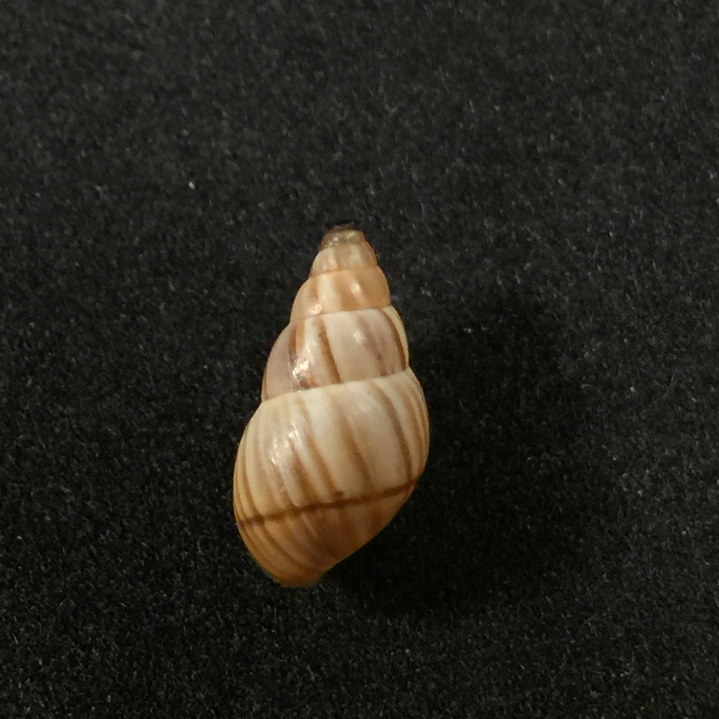 Rachis jejuna (Melvill & Ponsonby, 1893) - 11,8mm