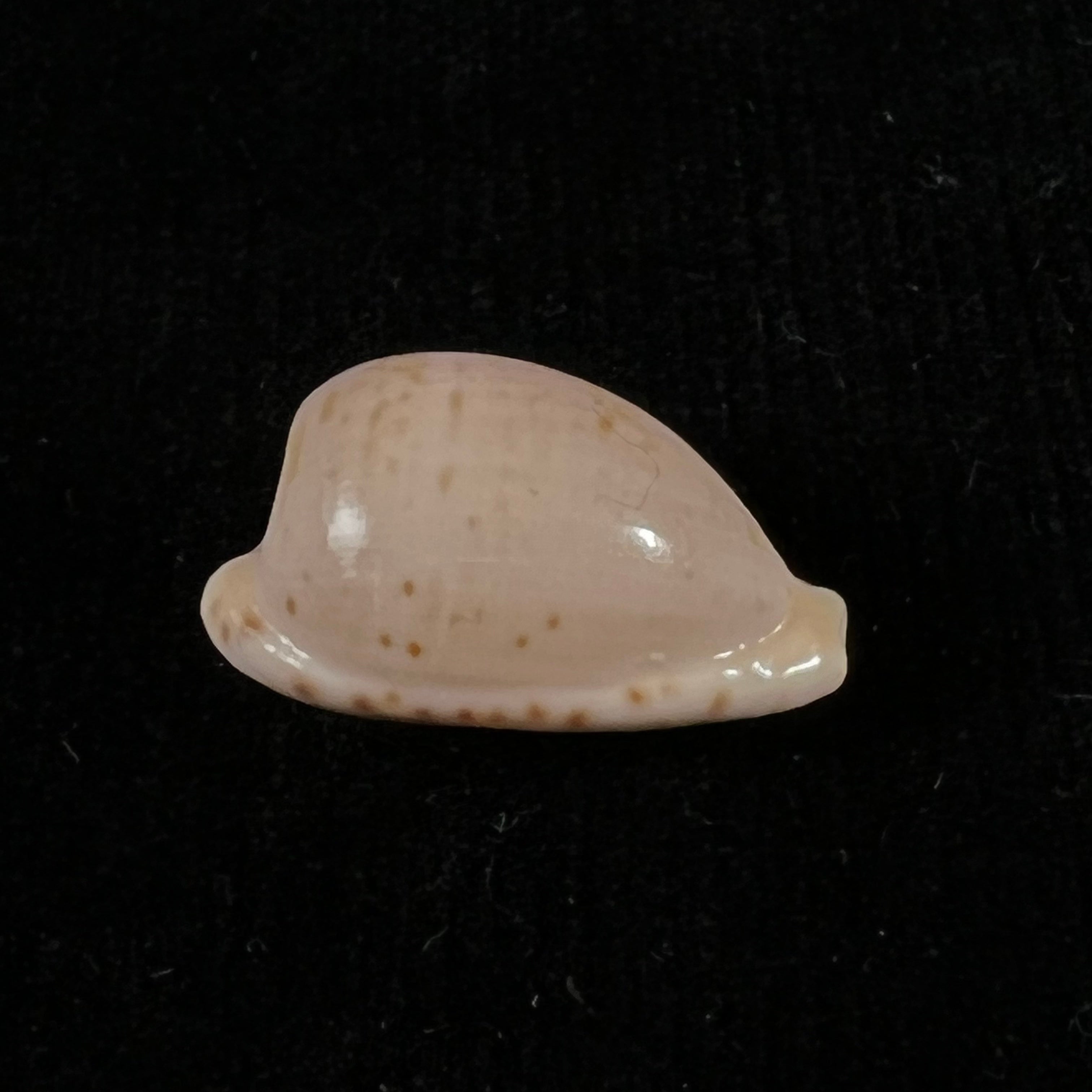 Cypraeovula edentula (Gray, 1825) - 22mm