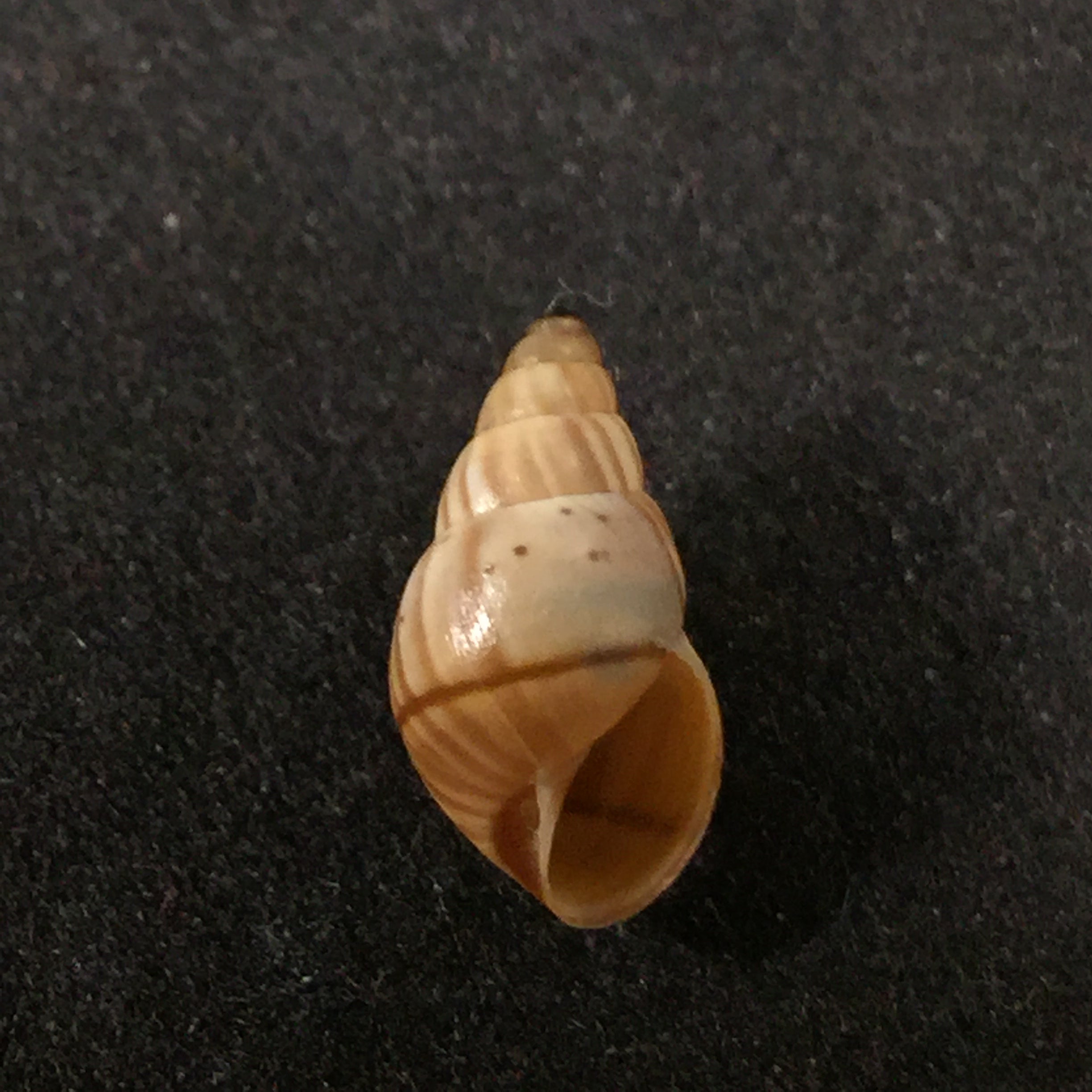 Rachis jejuna (Melvill & Ponsonby, 1893) - 11,8mm