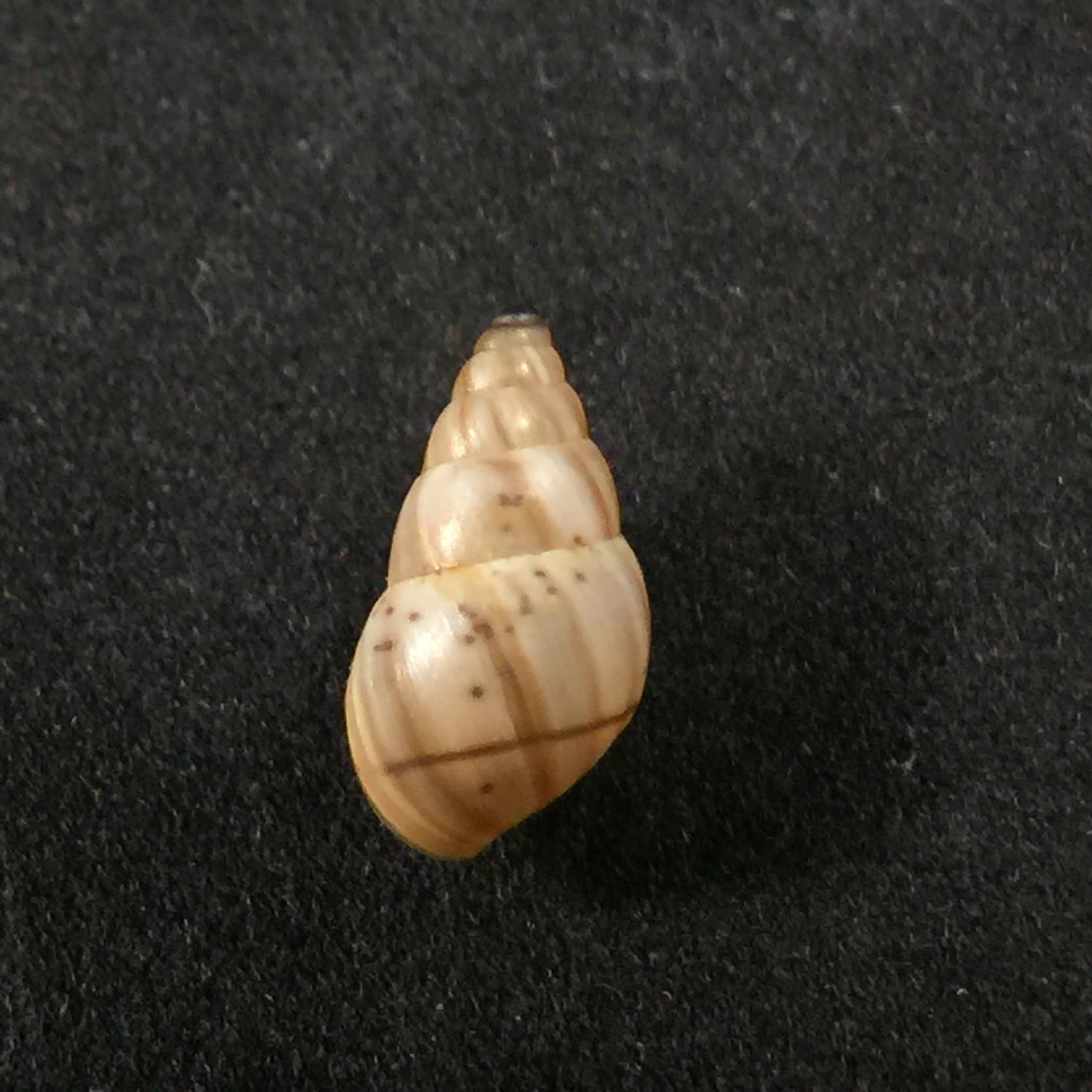 Rachis jejuna (Melvill & Ponsonby, 1893) - 12,2mm