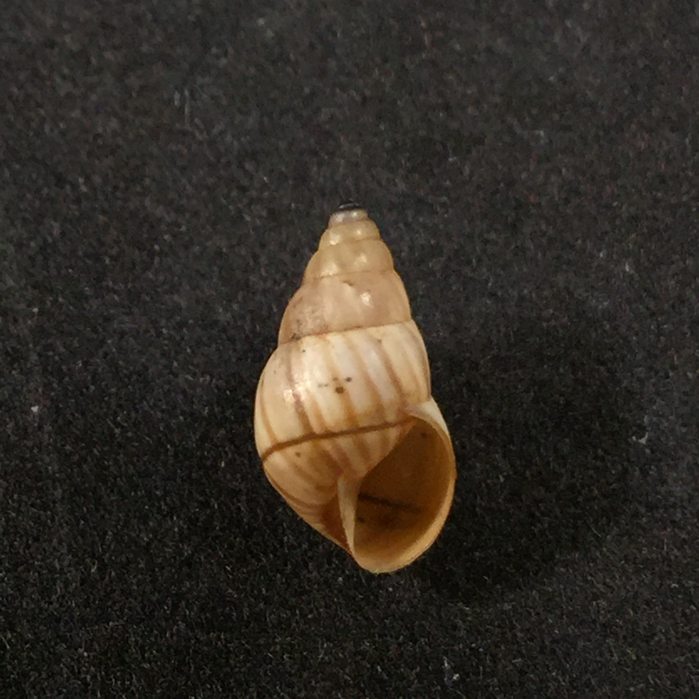 Rachis jejuna (Melvill & Ponsonby, 1893) - 12,2mm
