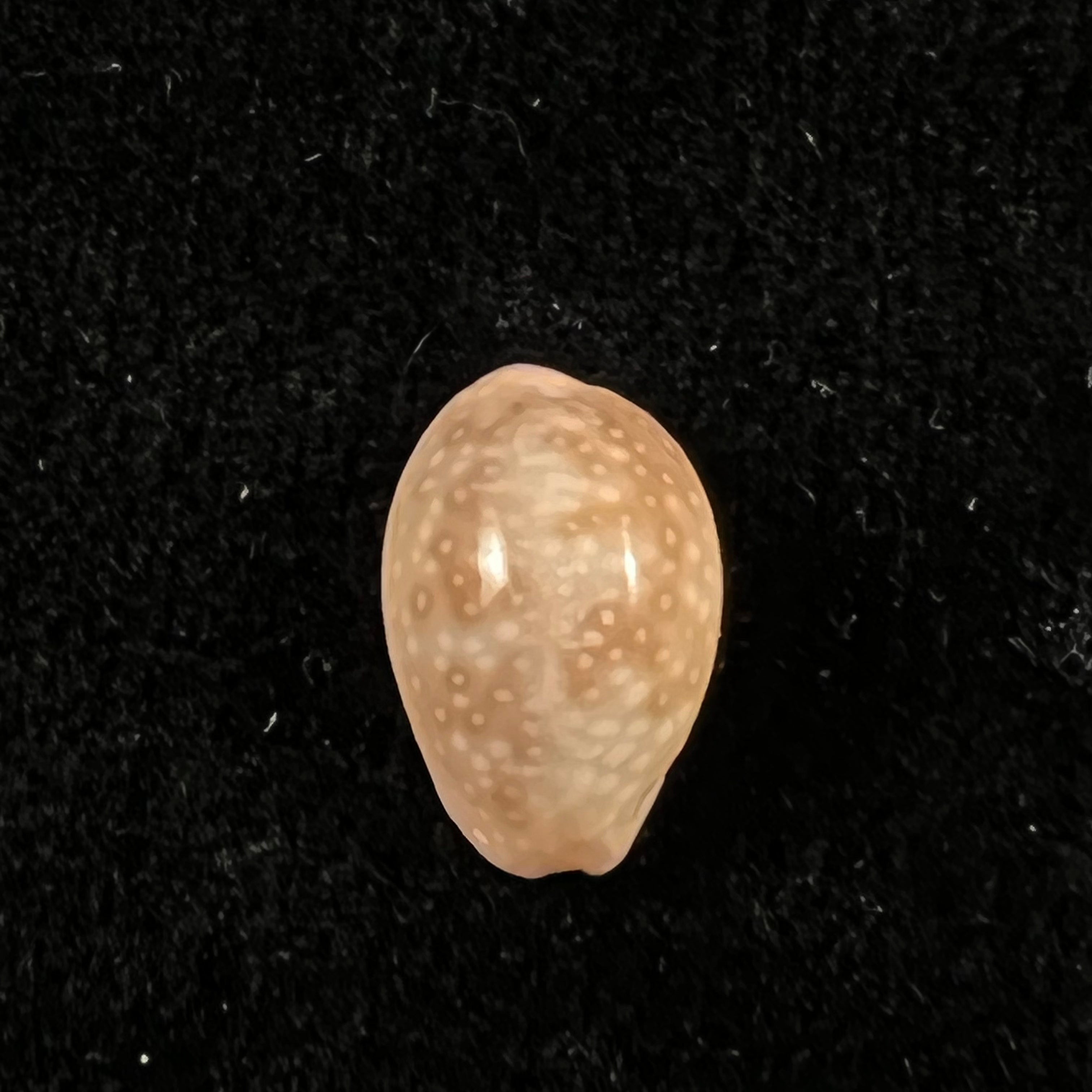 Naria poraria (Linnaeus, 1758) - 13,8mm