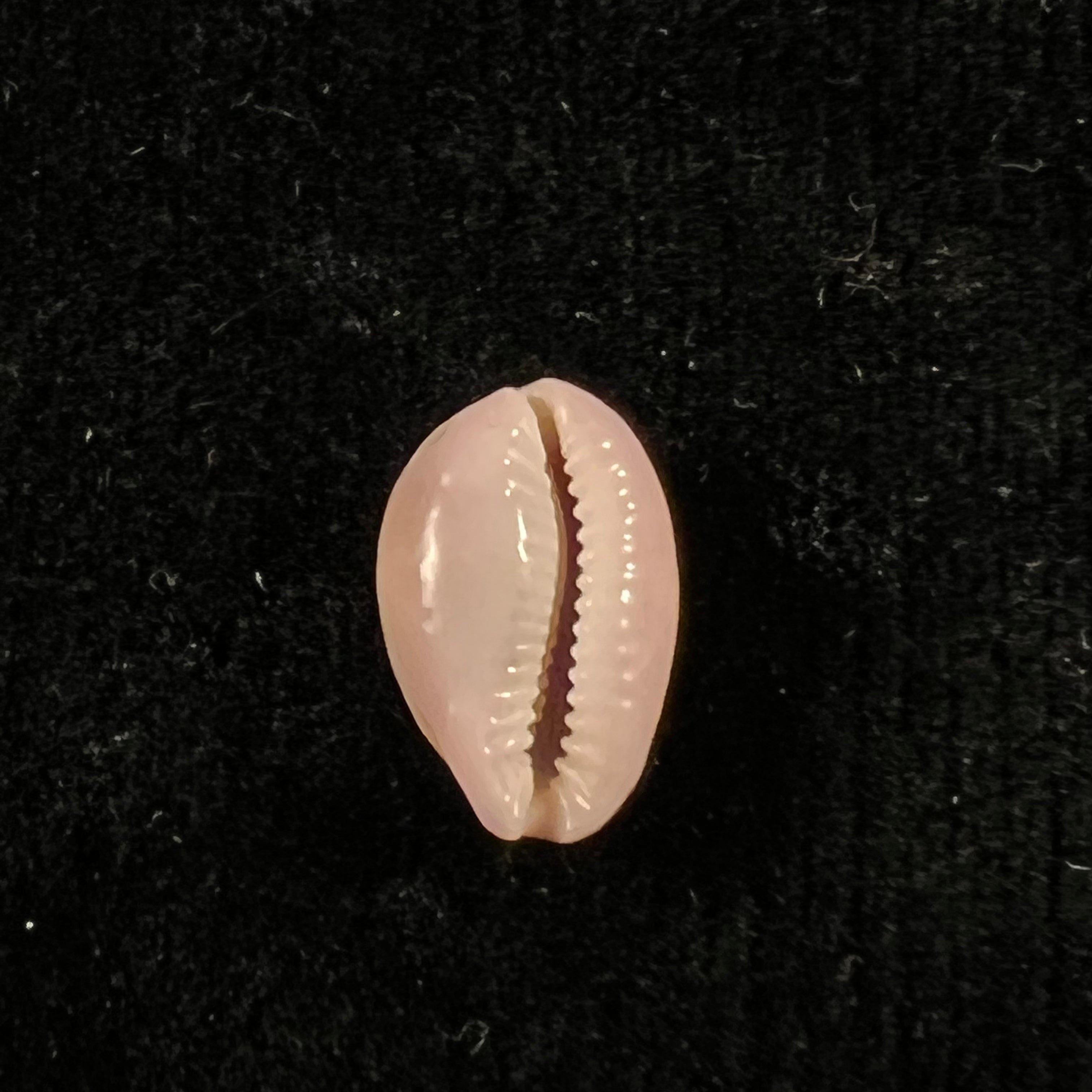 Naria poraria (Linnaeus, 1758) - 13,8mm