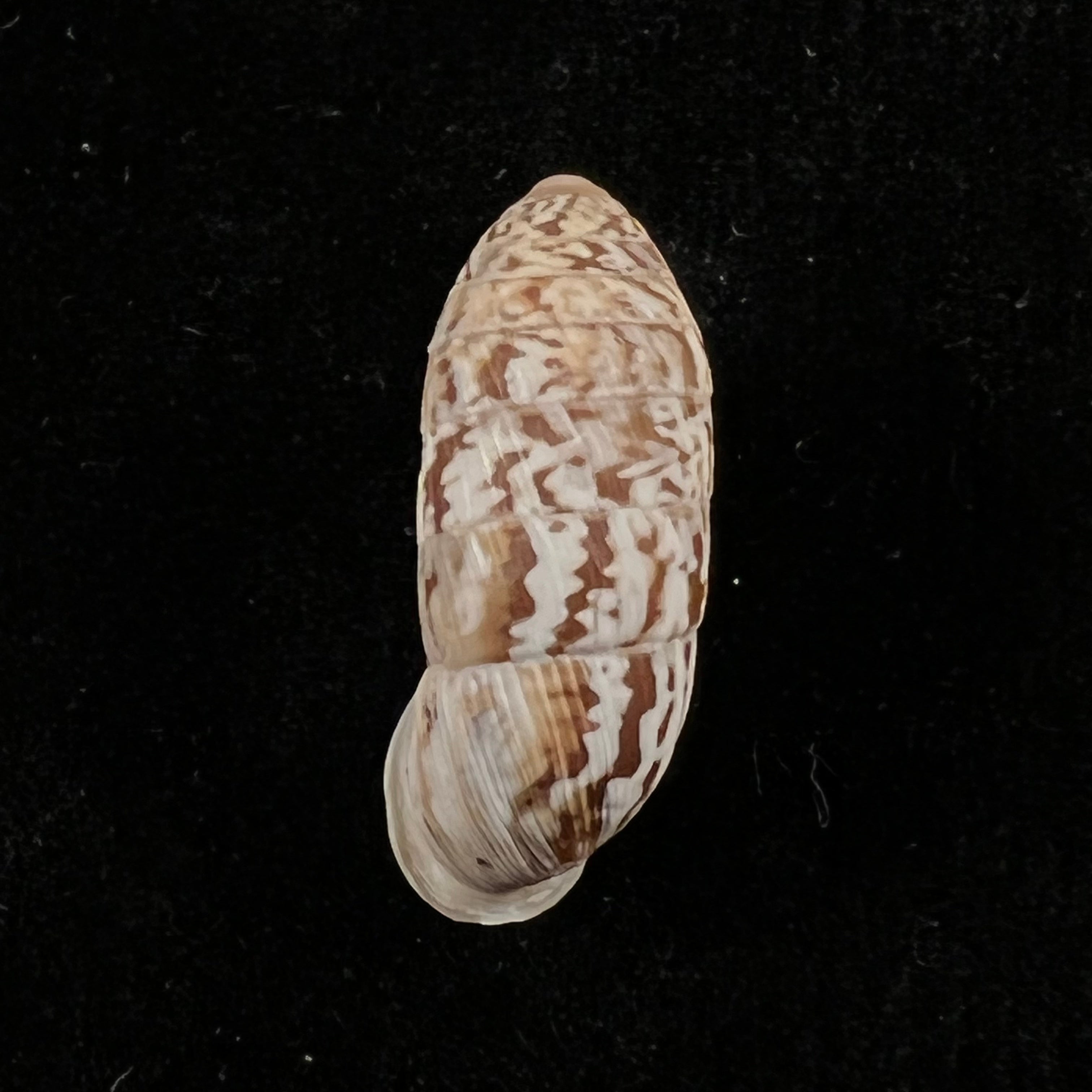 Cerion reliqua(梅纳德,1921年)- 24毫米
