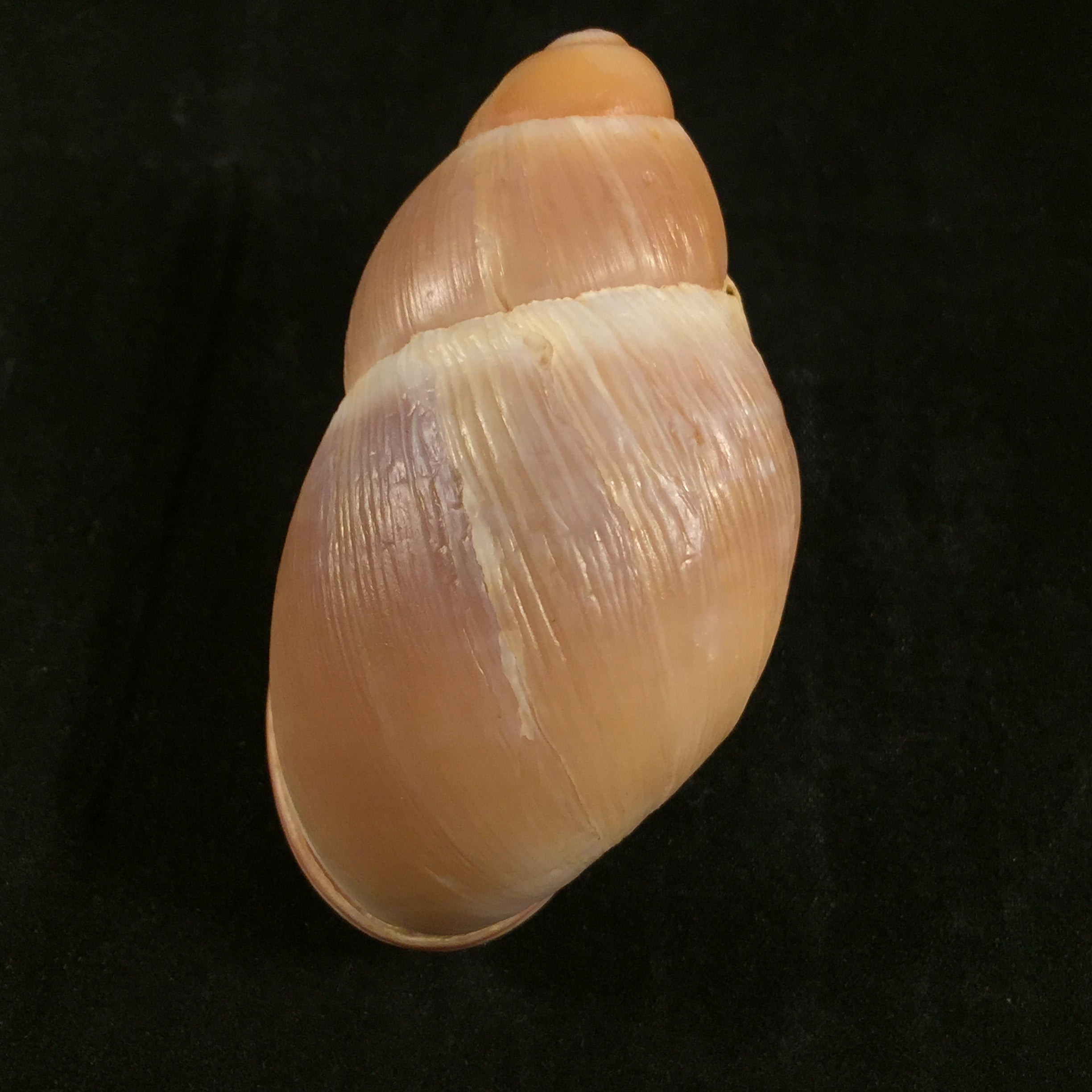 Megalobulimus musculus (Bequaert, 1948) - 68,4mm
