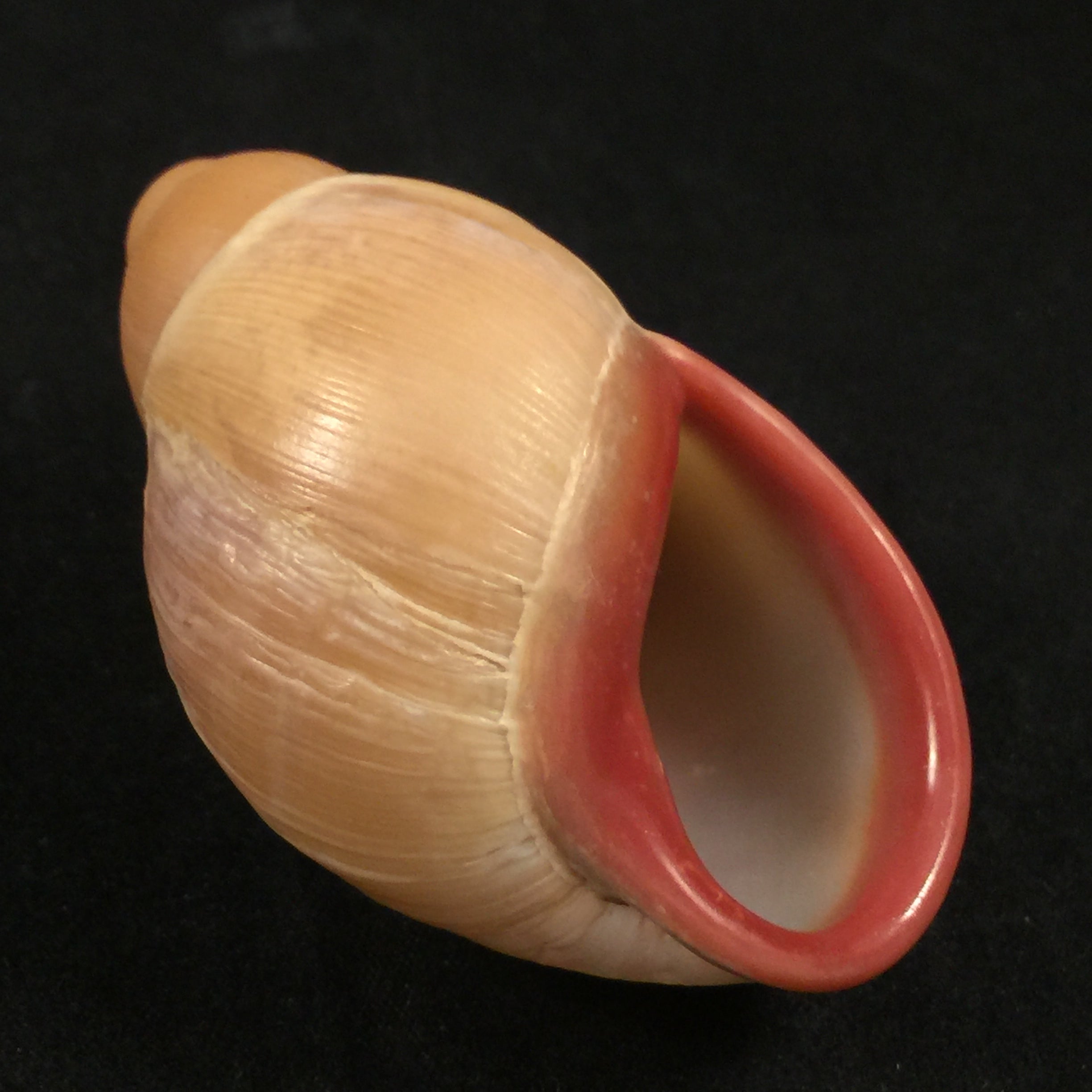 Megalobulimus musculus (Bequaert, 1948) - 68,4mm