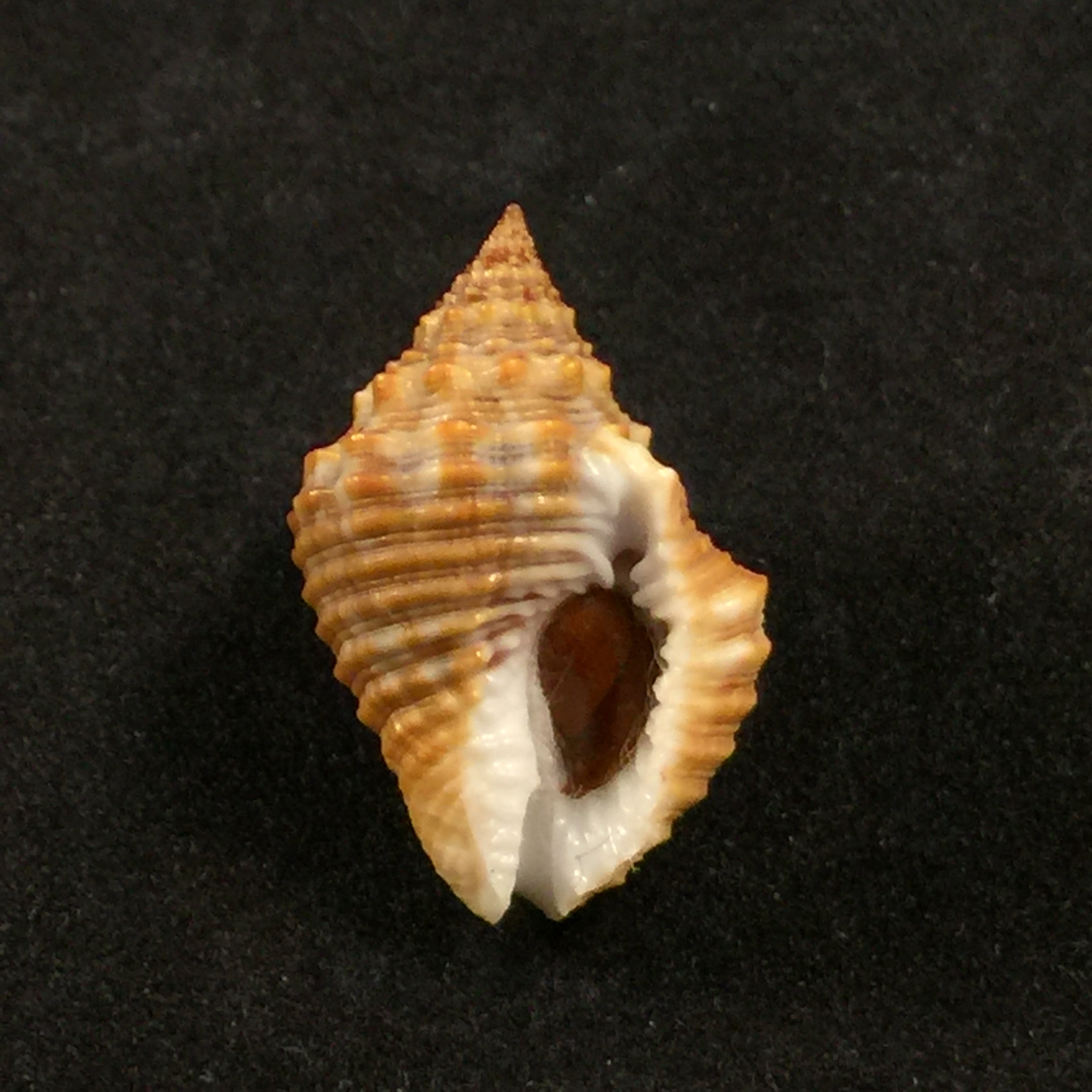 Gemophos auritulus (Link, 1807) - 22,8mm