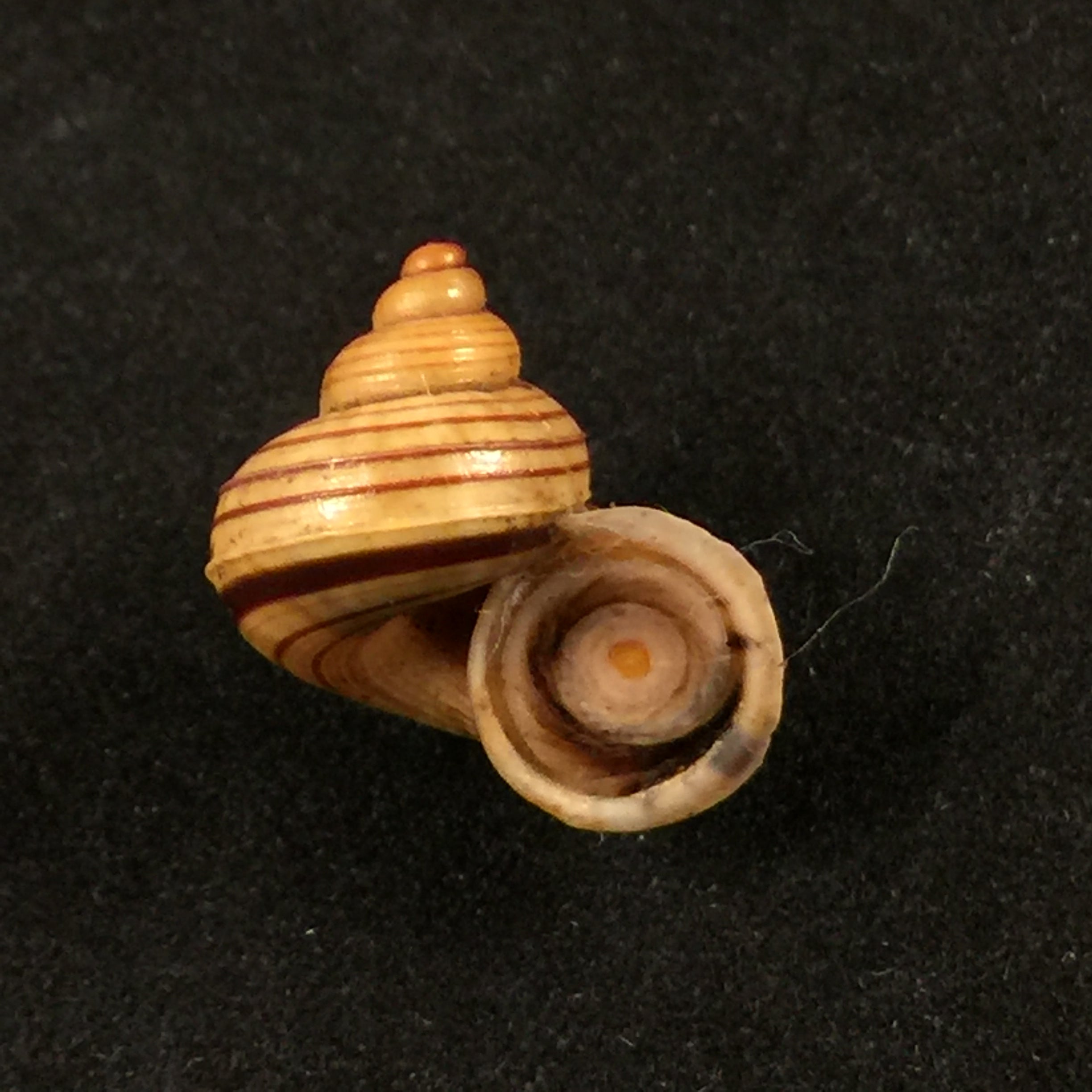 Tropidophora perinetensis Fischer-Piette & Bedoucha, 1965 - 17mm