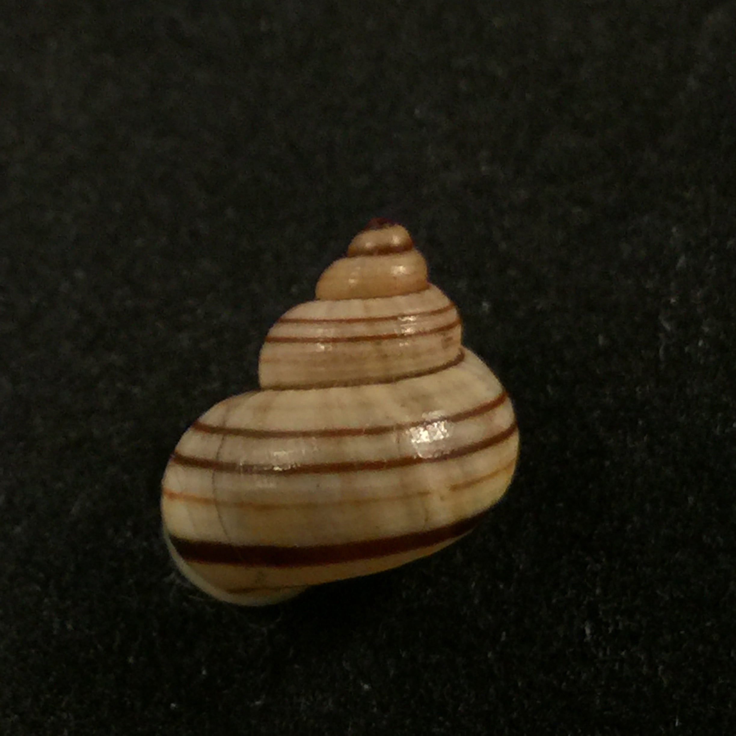 Tropidophora goudotiana (GB Sowerby II, 1853) - 11,4毫米