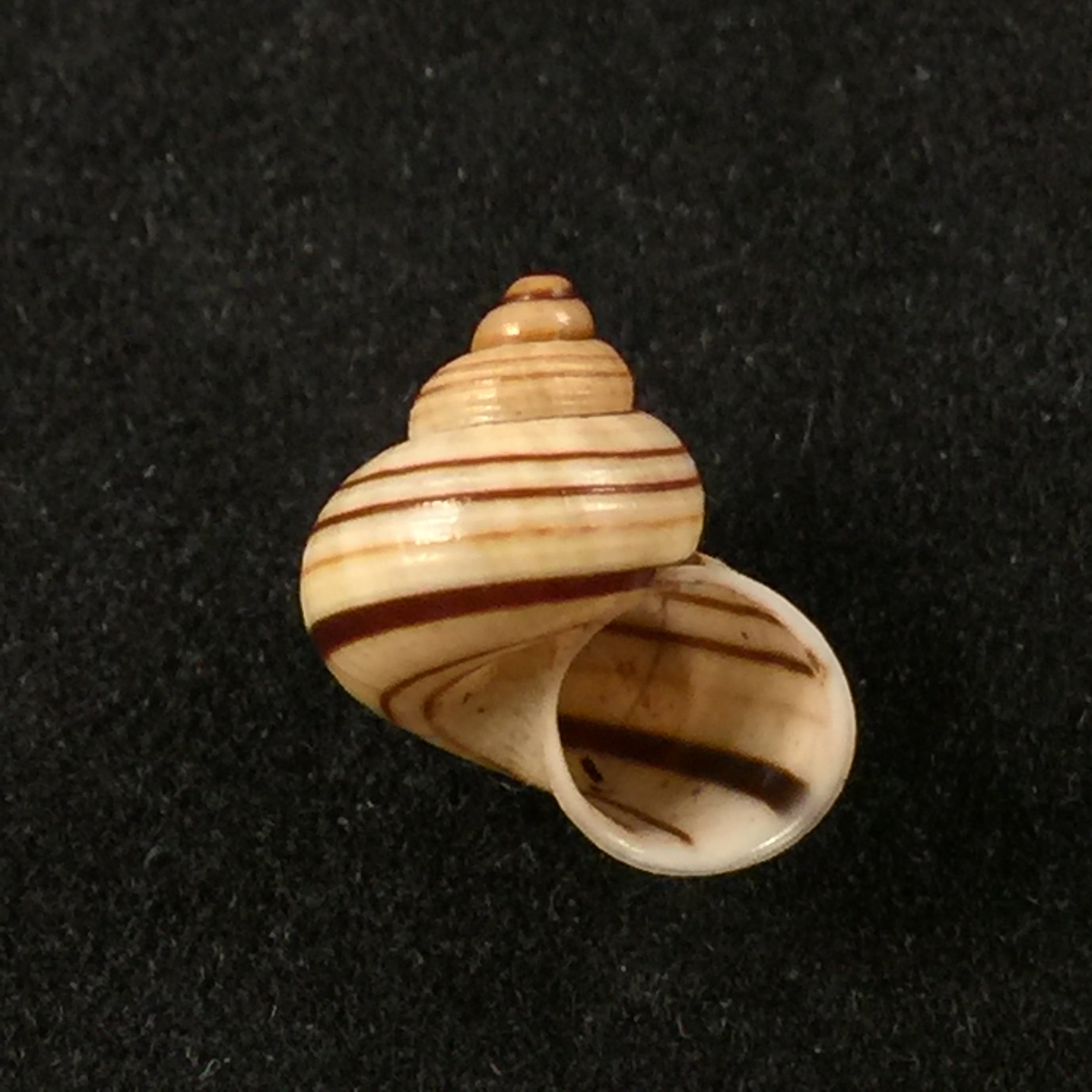 Tropidophora goudotiana (GB Sowerby II, 1853) - 11,4毫米