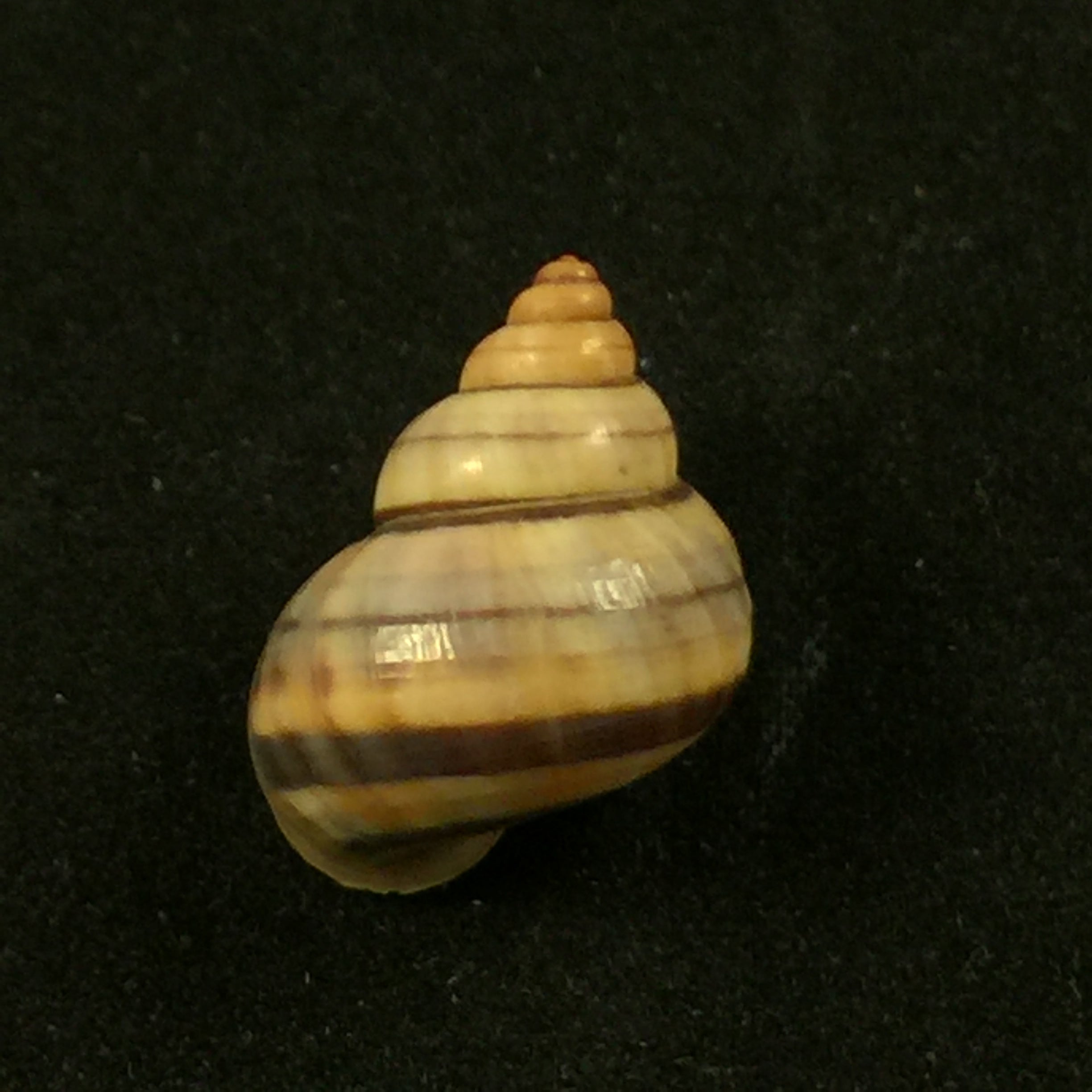 Tropidophora alluaudi (Dautzenberg, 1894) - 18 毫米