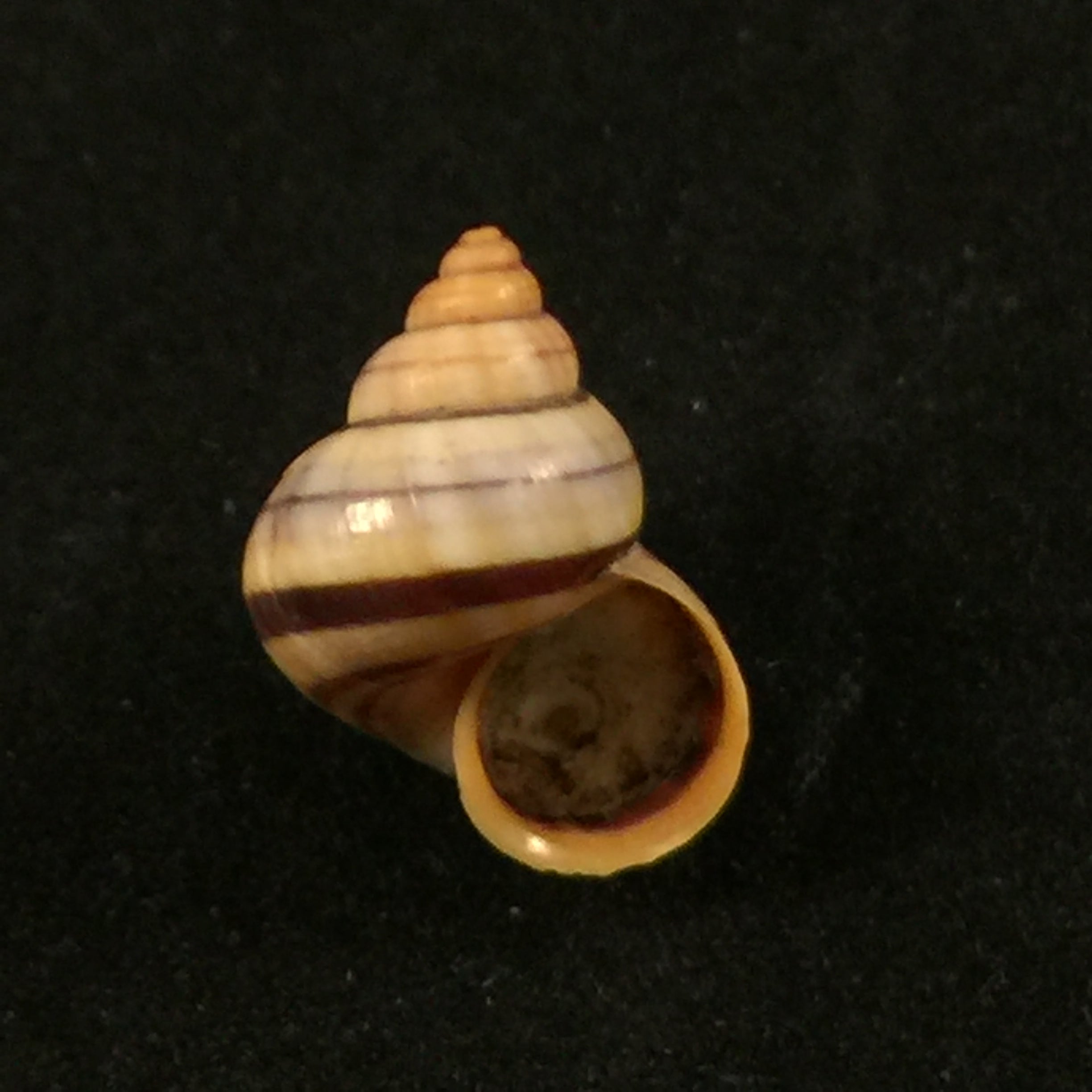 Tropidophora alluaudi (Dautzenberg, 1894) - 18 毫米