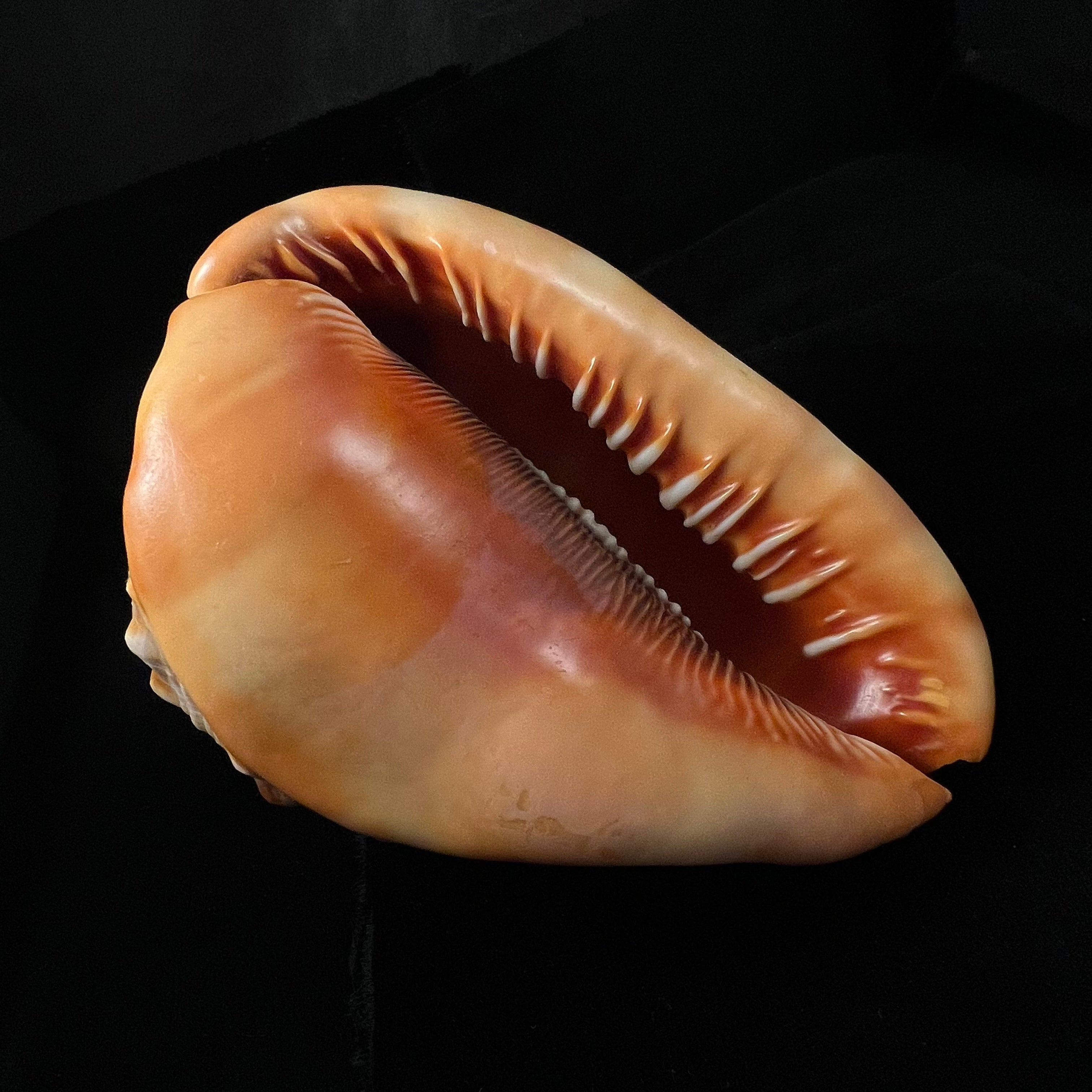 Cypraecassis rufa (Linnaeus, 1758) - 162,3mm